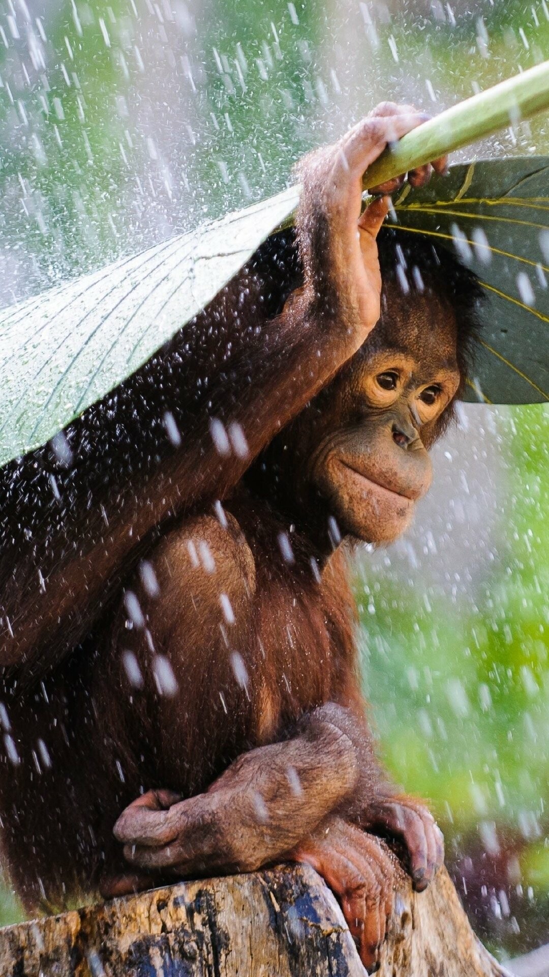 Animal orangutan, Mangrove forests, Conservation efforts, Nature's wonder, 1080x1920 Full HD Phone