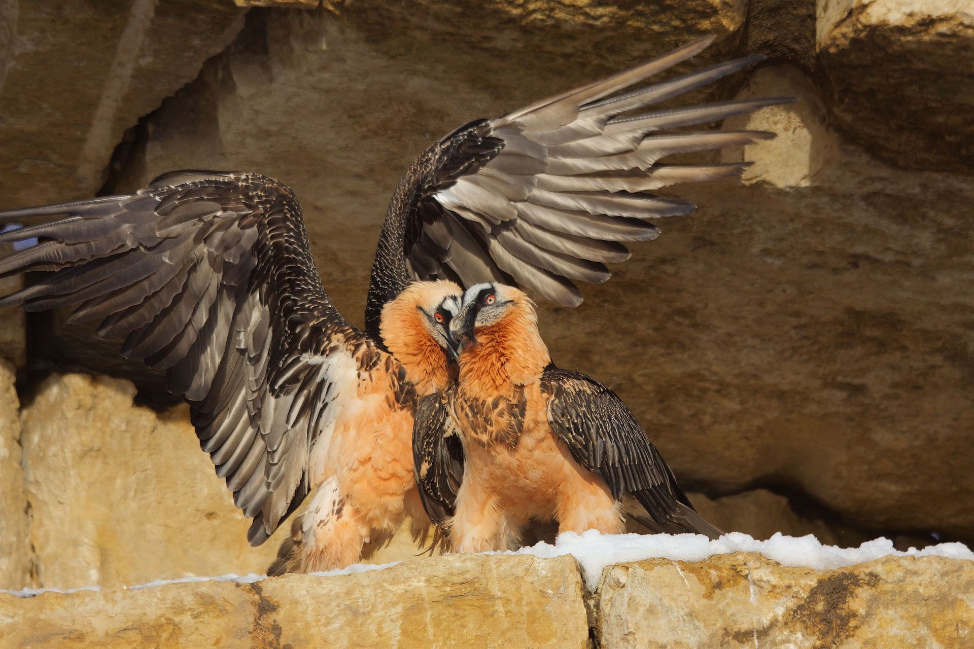 Bearded Vulture, Stunning wallpapers, Striking backgrounds, HD images, 1920x1280 HD Desktop