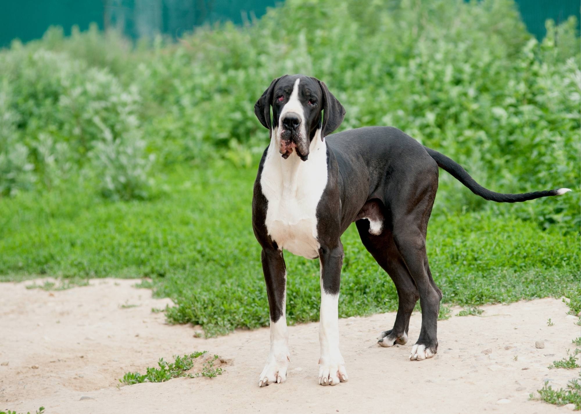 Great Dane, Backyard breeder, Hello Danes, Bingo, 2000x1430 HD Desktop