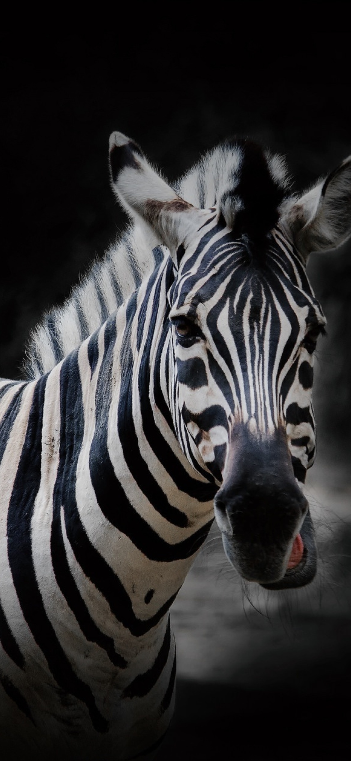 Black background, iPhone 12 Pro, Zebra wallpaper, Striking contrast, 1170x2540 HD Phone