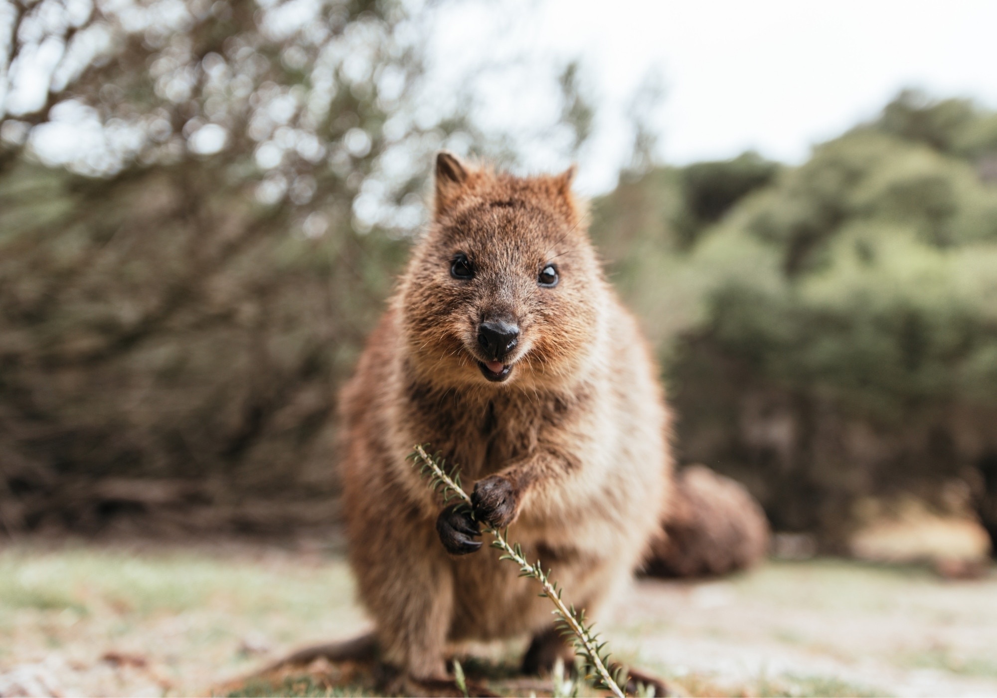 Quokka characteristics, Terra mater, Fascinating marsupial, Natural habitat, 2000x1400 HD Desktop
