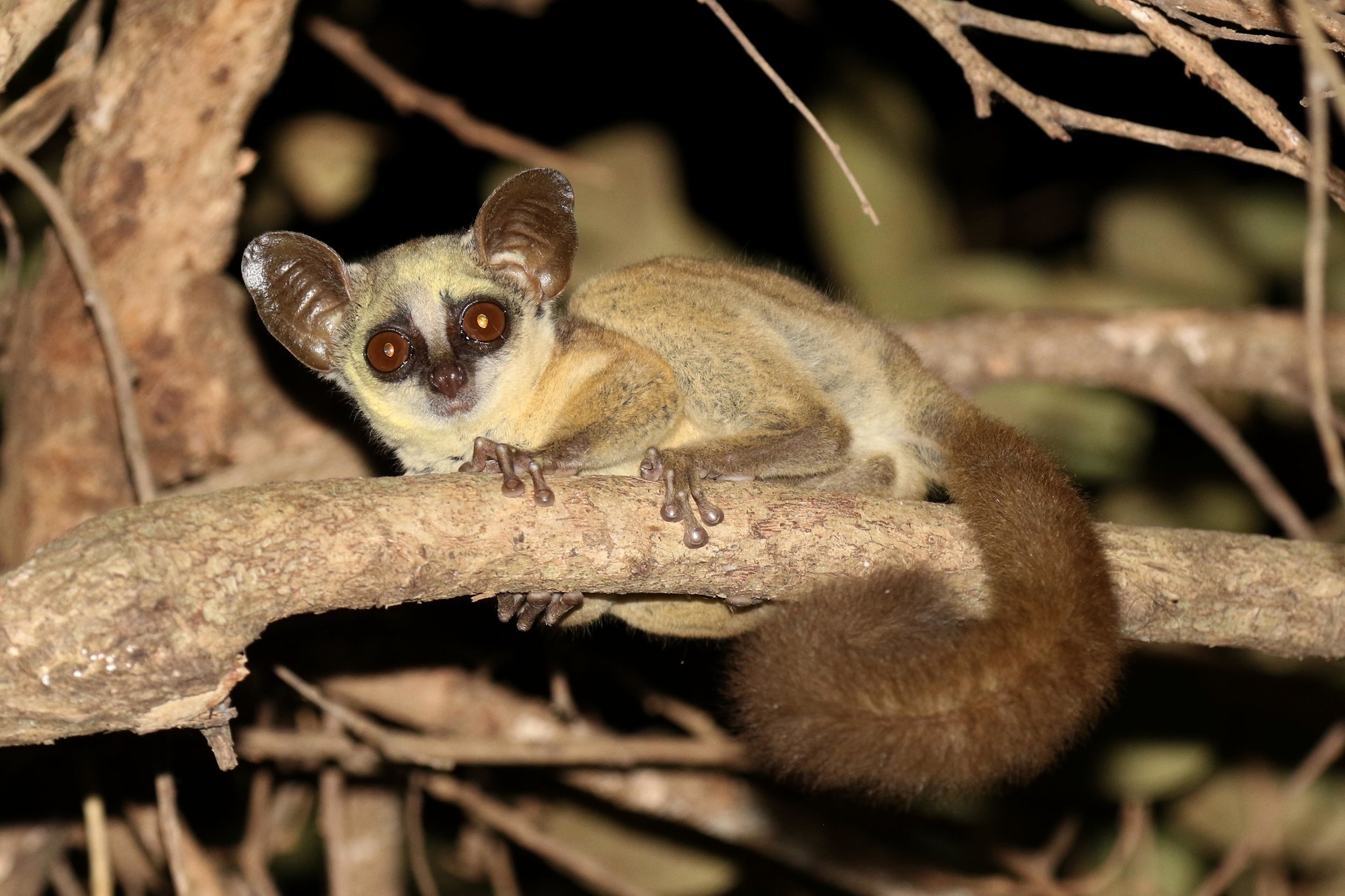 Zanzibar galago, Bush Baby (Galago) Wallpaper, 2050x1370 HD Desktop