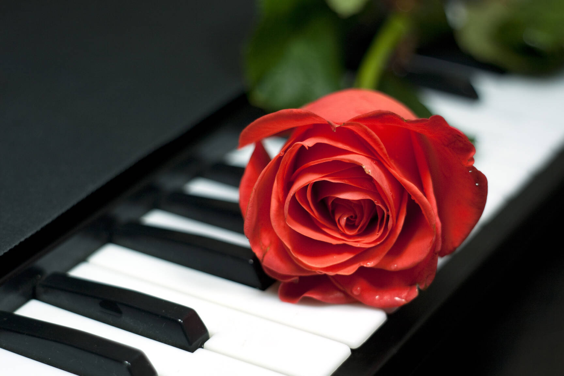 piano rose, elegant floral arrangement, romantic symbol, delicate keys, 1920x1280 HD Desktop