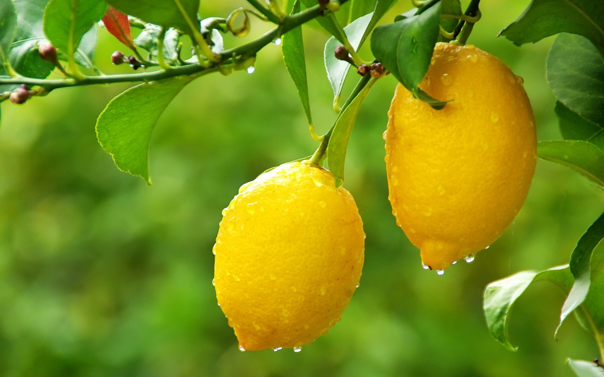 Citrus tree, 4K wallpaper, Widescreen delight, Nature's gift, 1920x1200 HD Desktop