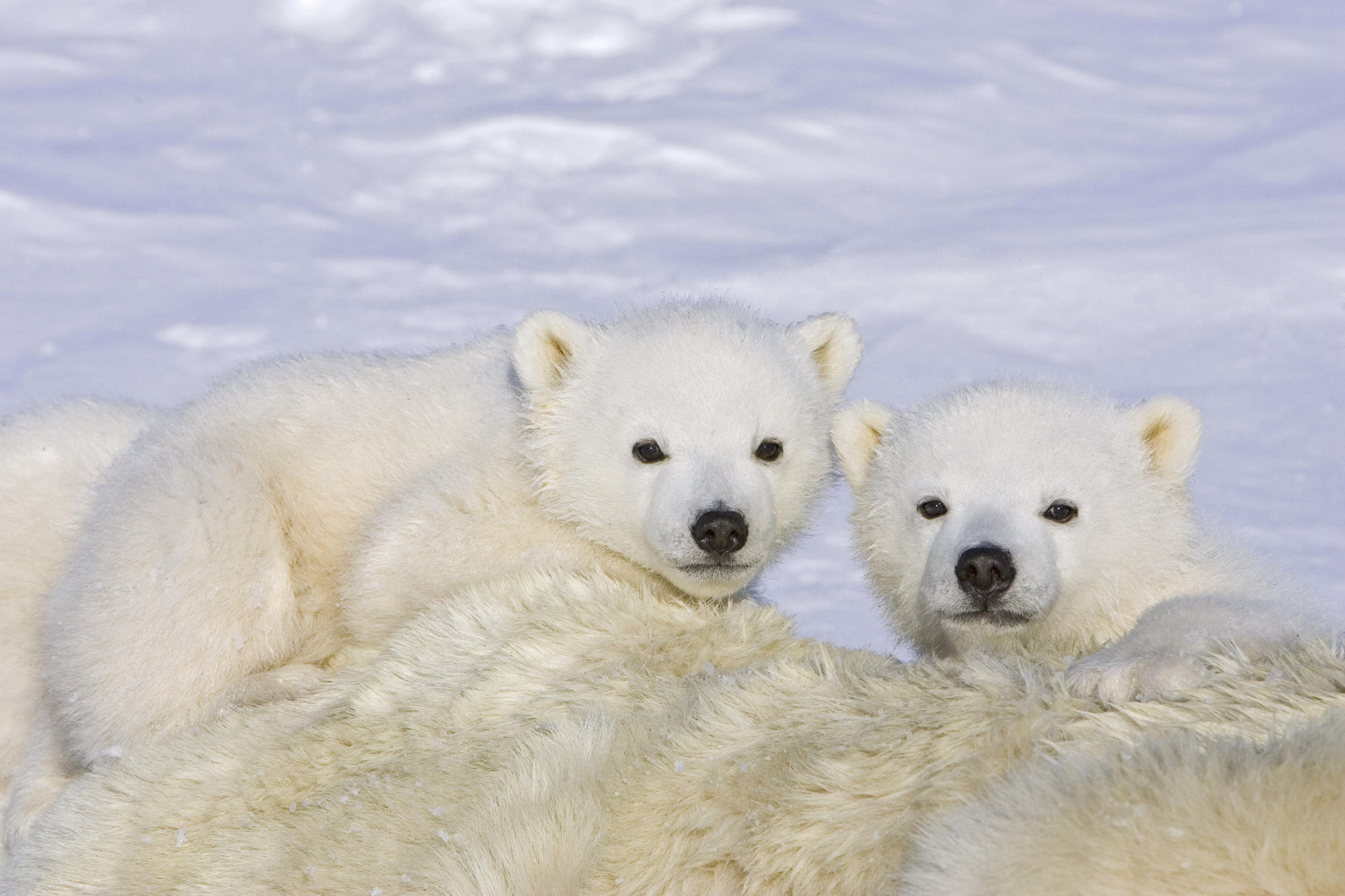 40 polar bear iPhone wallpaper, Collection of designs, High-resolution images, Phone background, 2000x1340 HD Desktop