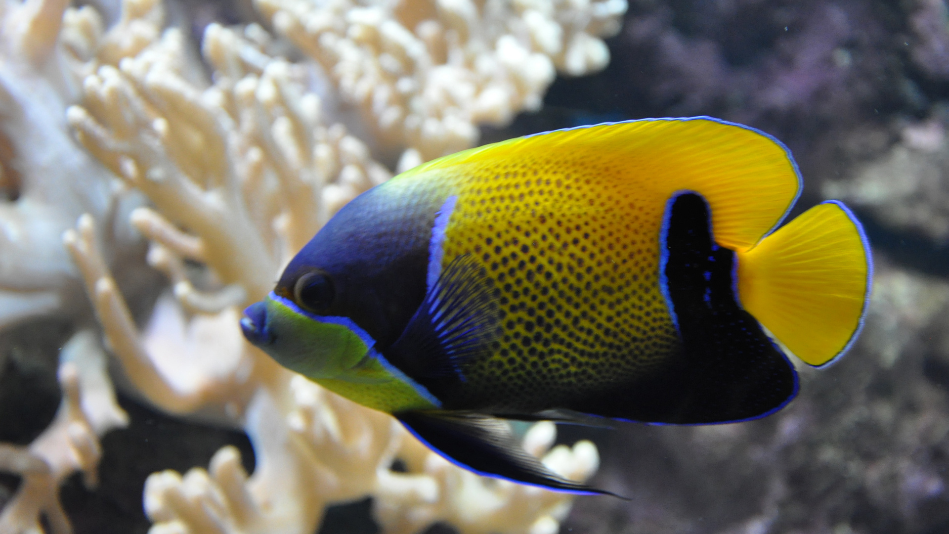 Angelfish beauty, Aquatic animals, Colourful fins, Underwater wonder, 1920x1080 Full HD Desktop