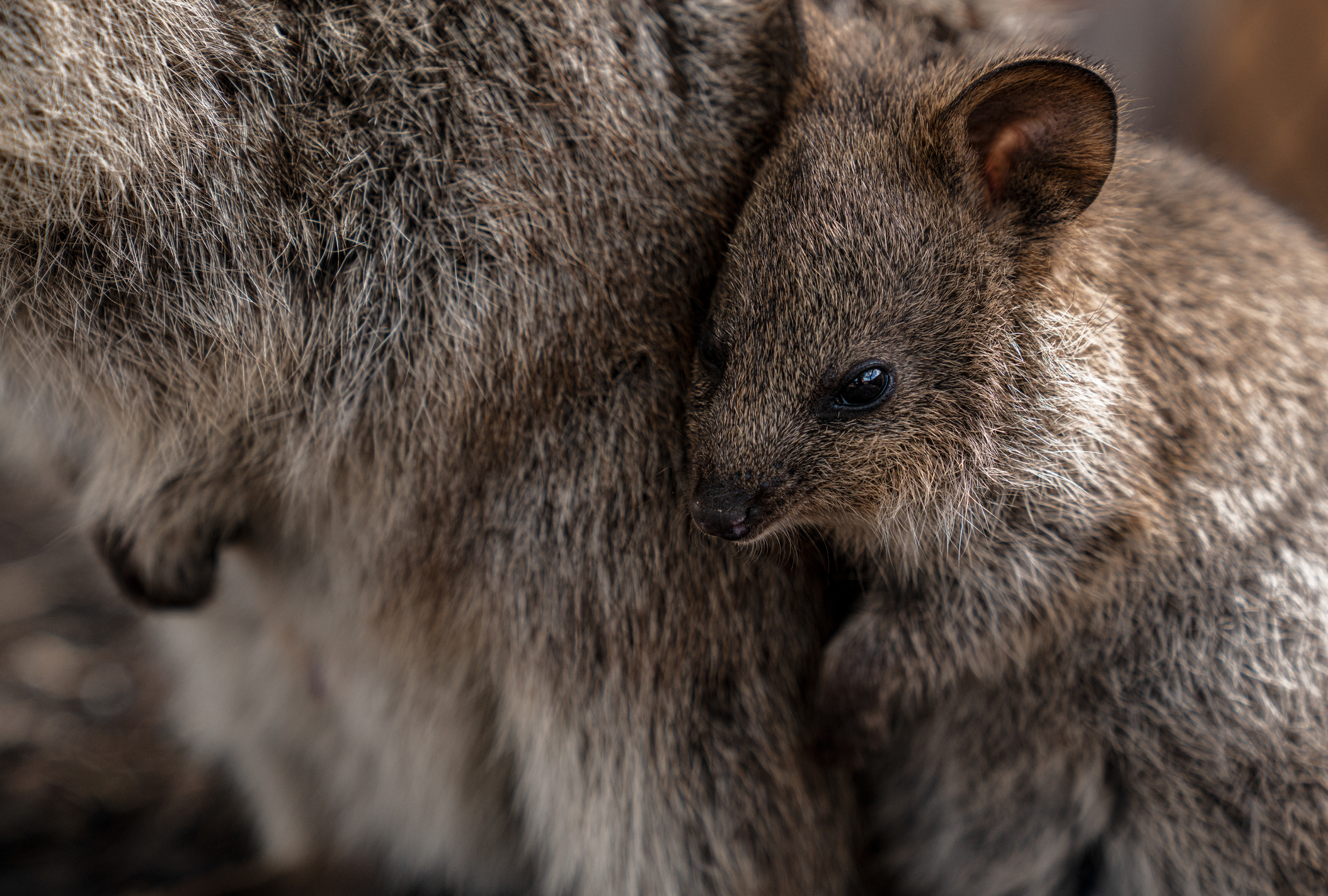 Quokka survival, National Geographic article, Quokka defense mechanism, Predators, 2110x1430 HD Desktop