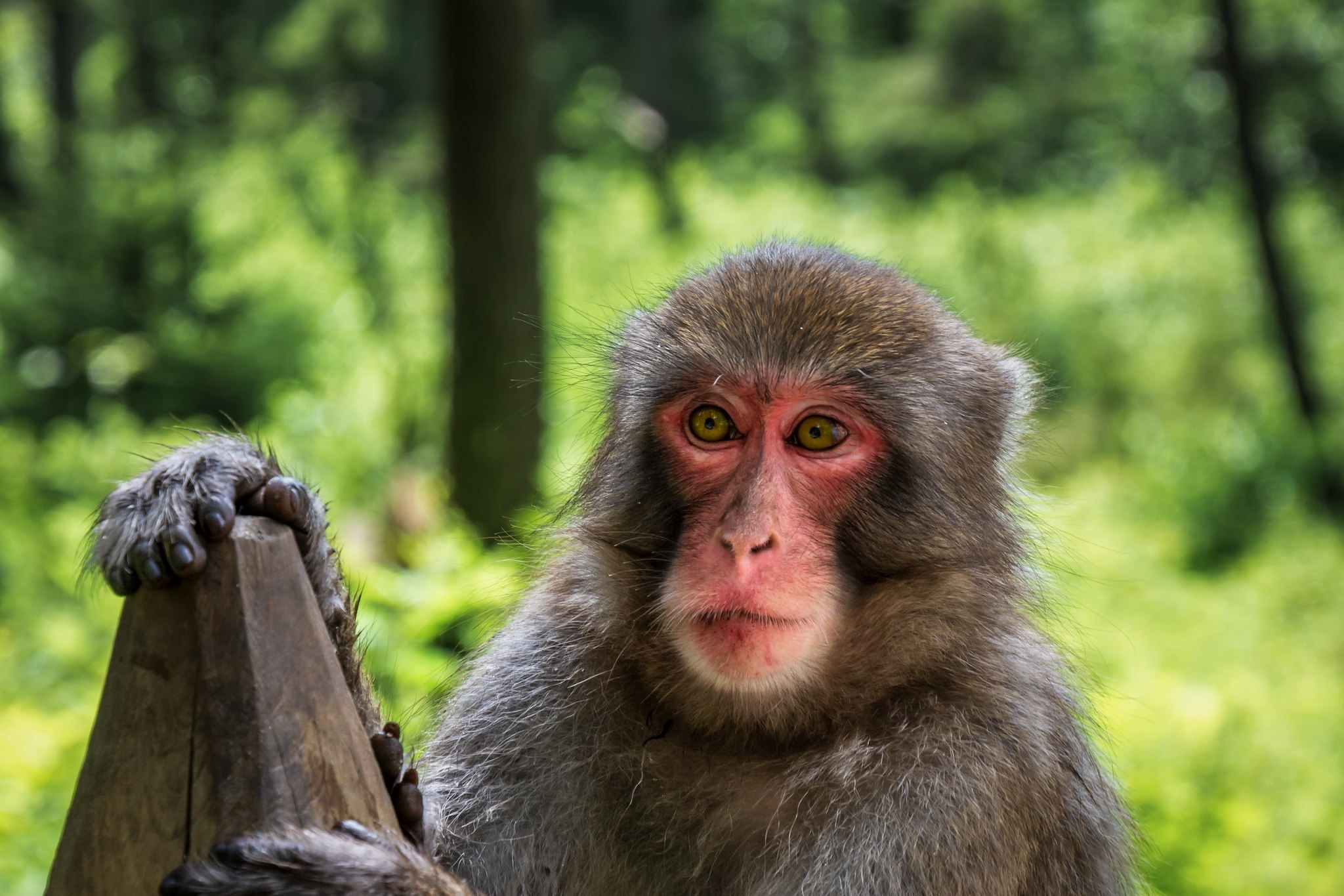 Monkey bokeh, Wallpaper background, Monkey, 2050x1370 HD Desktop