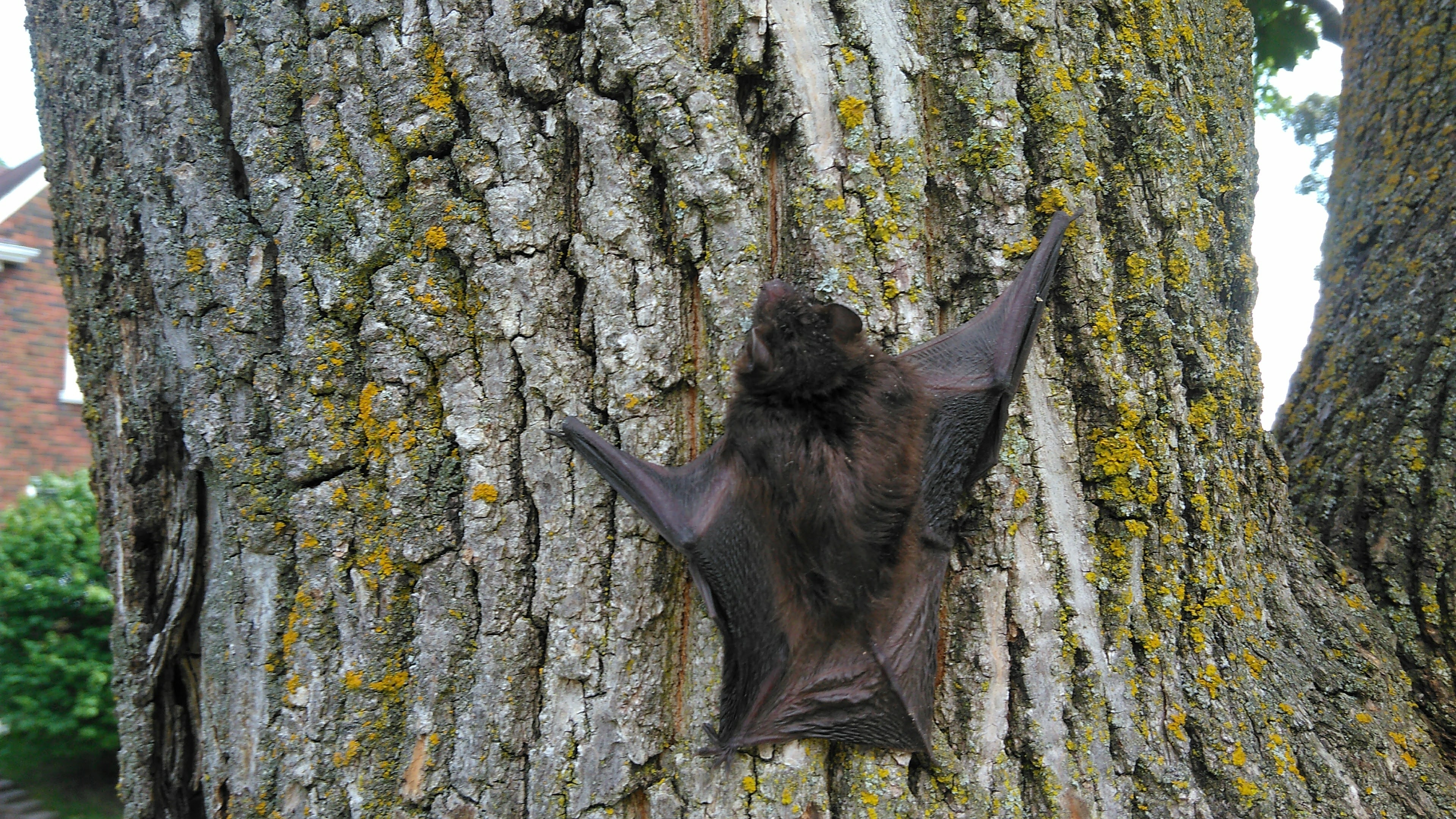 New Zealand long-tailed, Bats Wallpaper, 3840x2160 4K Desktop