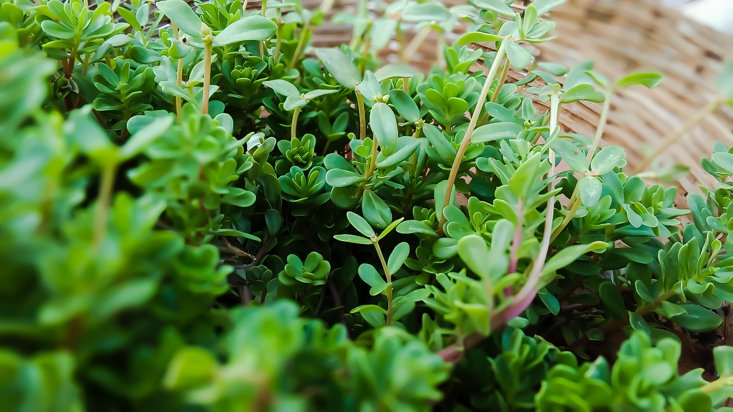 Breckland thyme, Blooming marjoram, Colorful shrubbery, Lush garden scenery, 2560x1440 HD Desktop