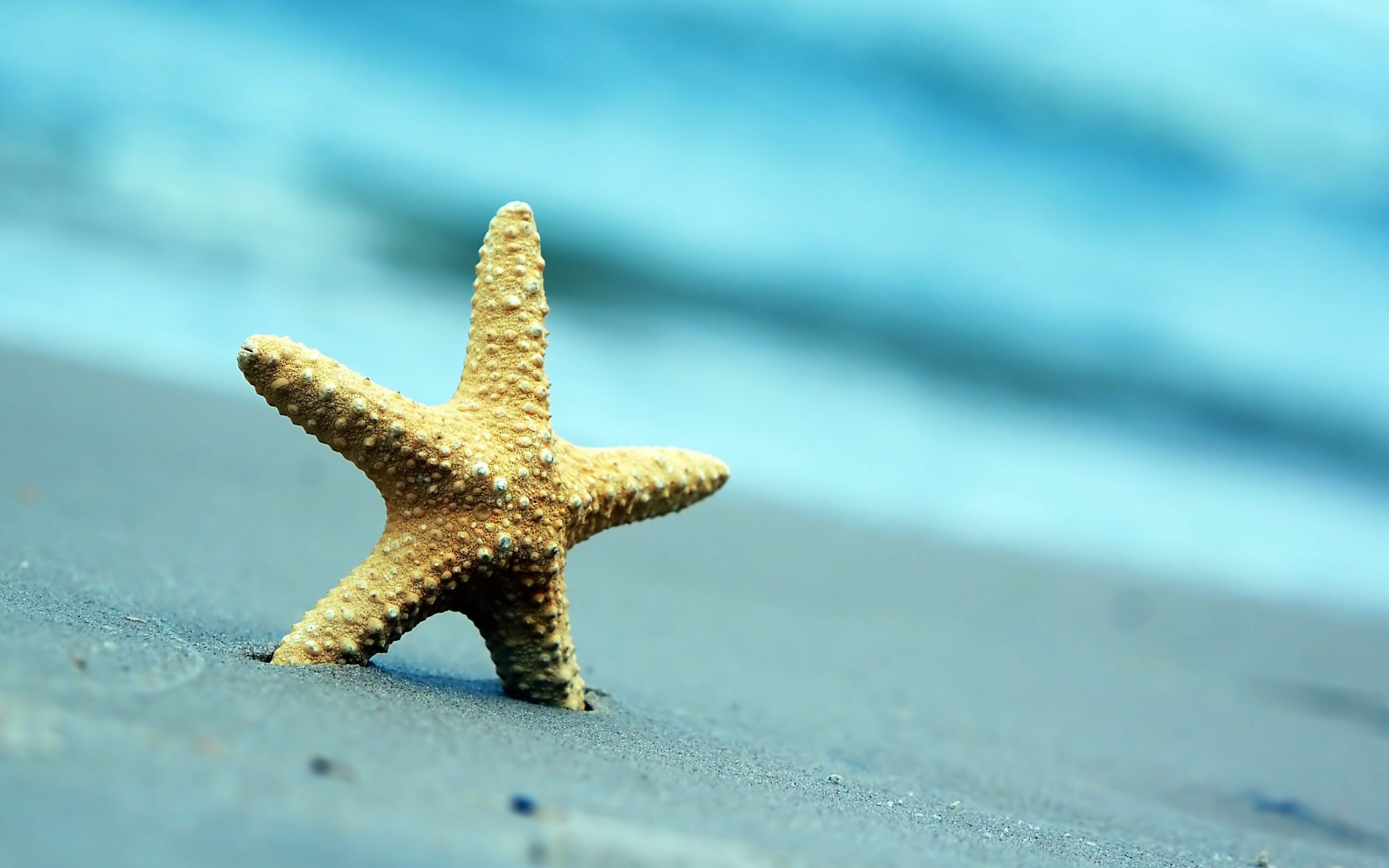Sand sea beach, Summer nature background, Widescreen full HD, 2560x1600 HD Desktop