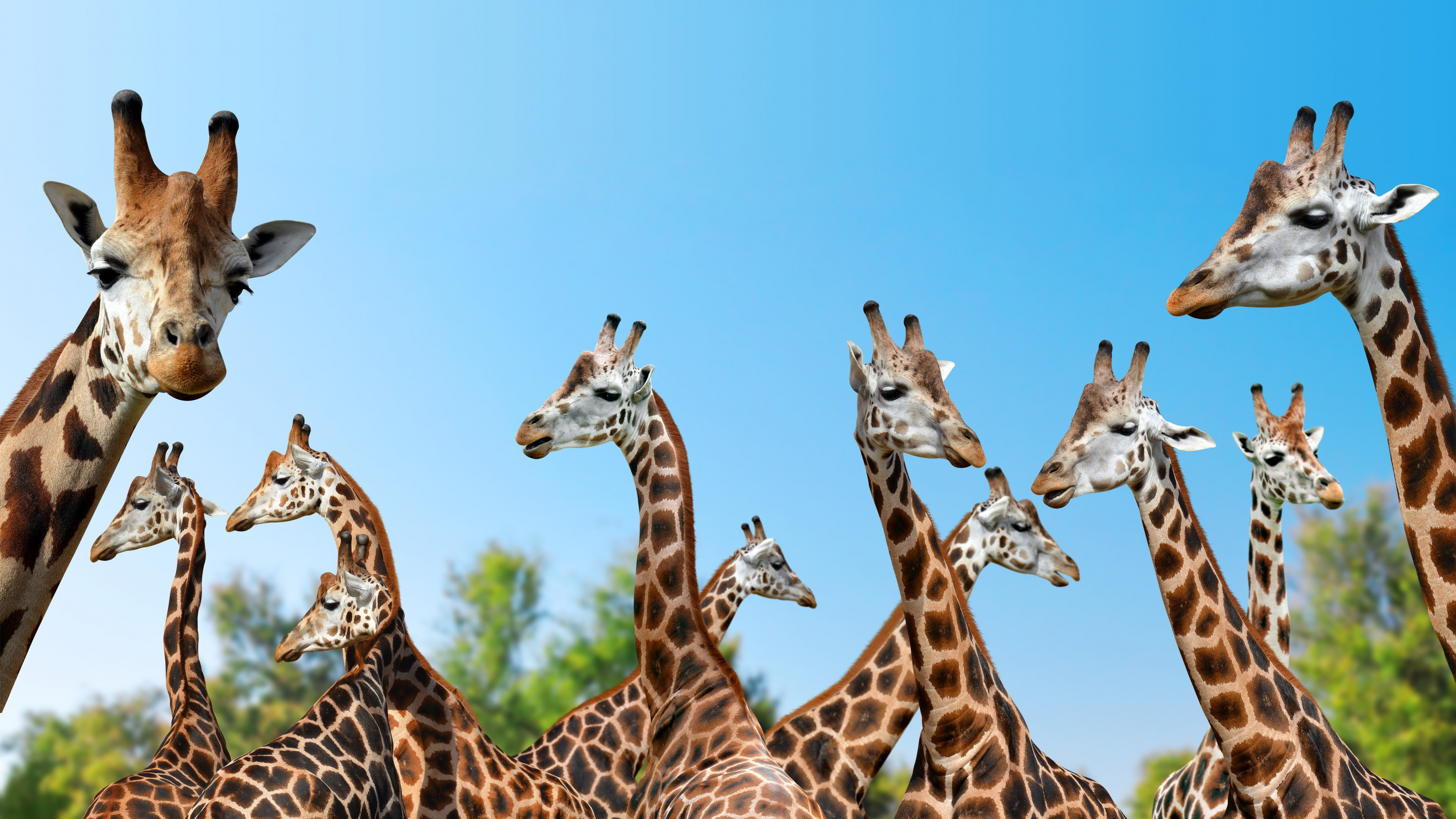 Giraffes, Wild Animals Wallpaper, 3840x2160 4K Desktop