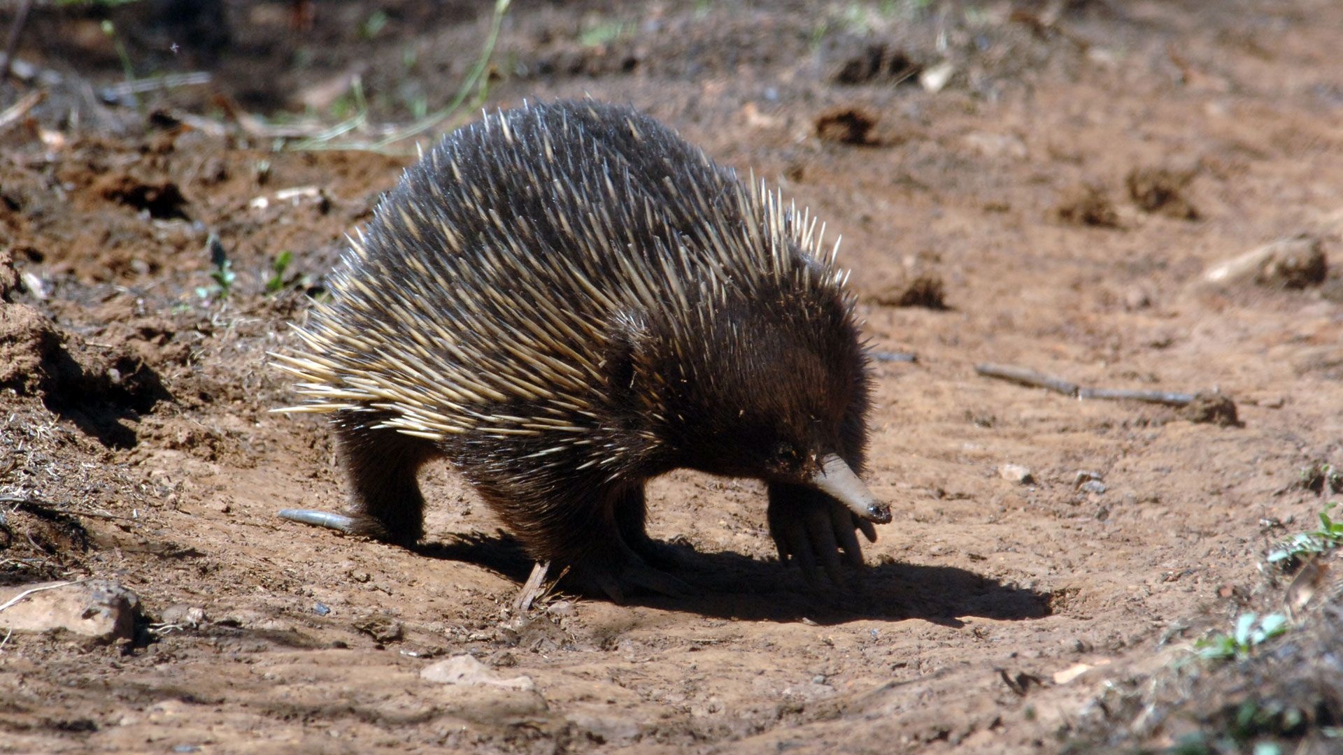 Secretive echidna, Elusive creature, Camouflaged beauty, HD wildlife, 1920x1080 Full HD Desktop