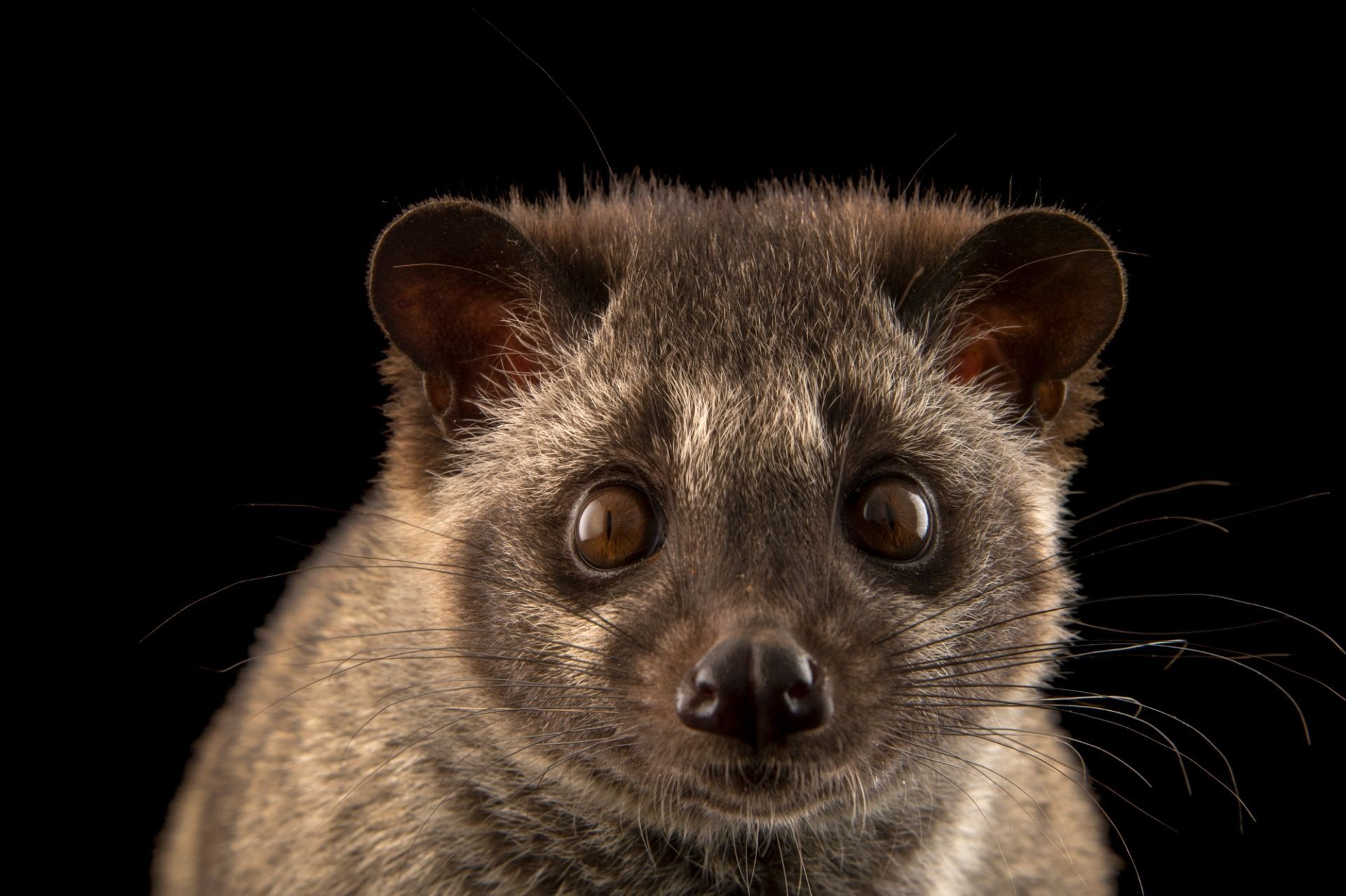 Asian Palm Civet, Animal creation, Captivating creature, Unique mammal, 1920x1280 HD Desktop