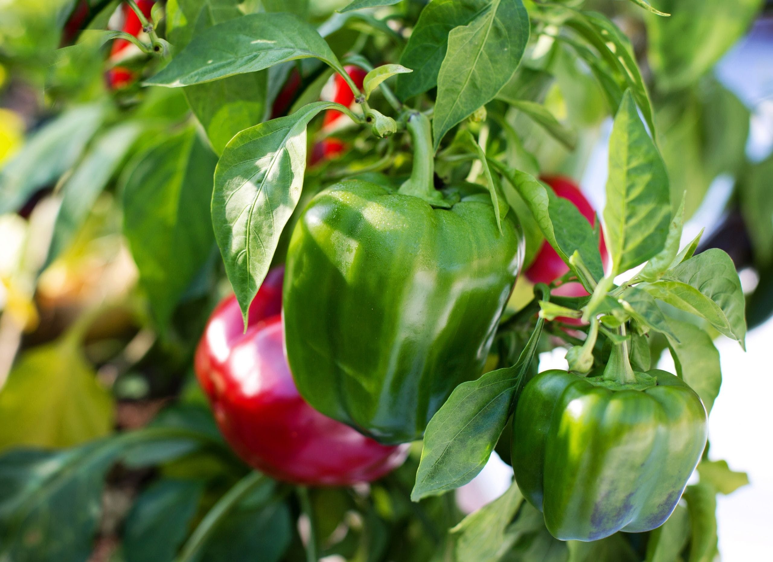 Paprika Pepper, Bell pepper wallpapers, 2570x1870 HD Desktop