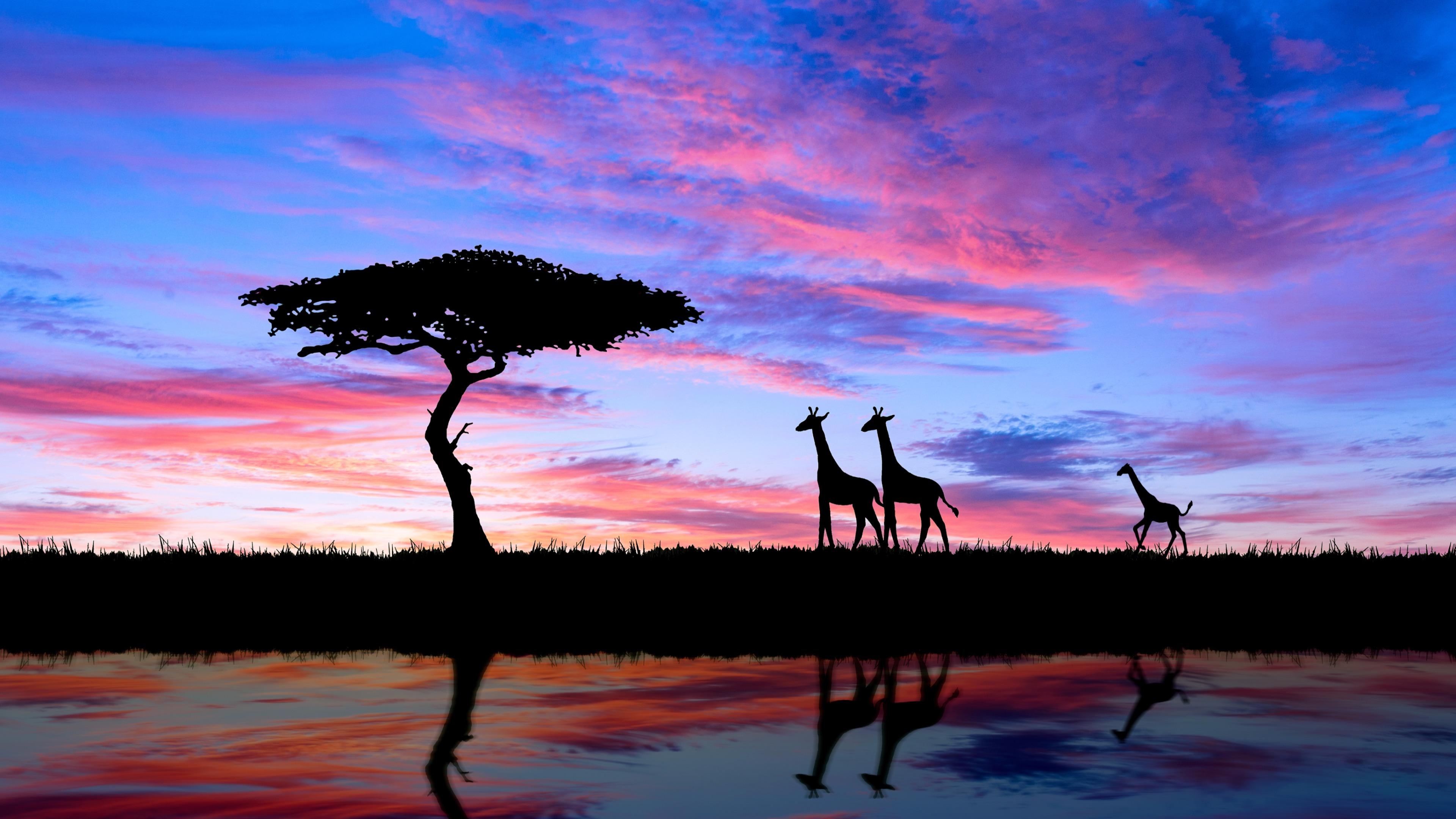 Giraffes in African sunset, 4K ultra HD wallpaper, 3840x2160 4K Desktop