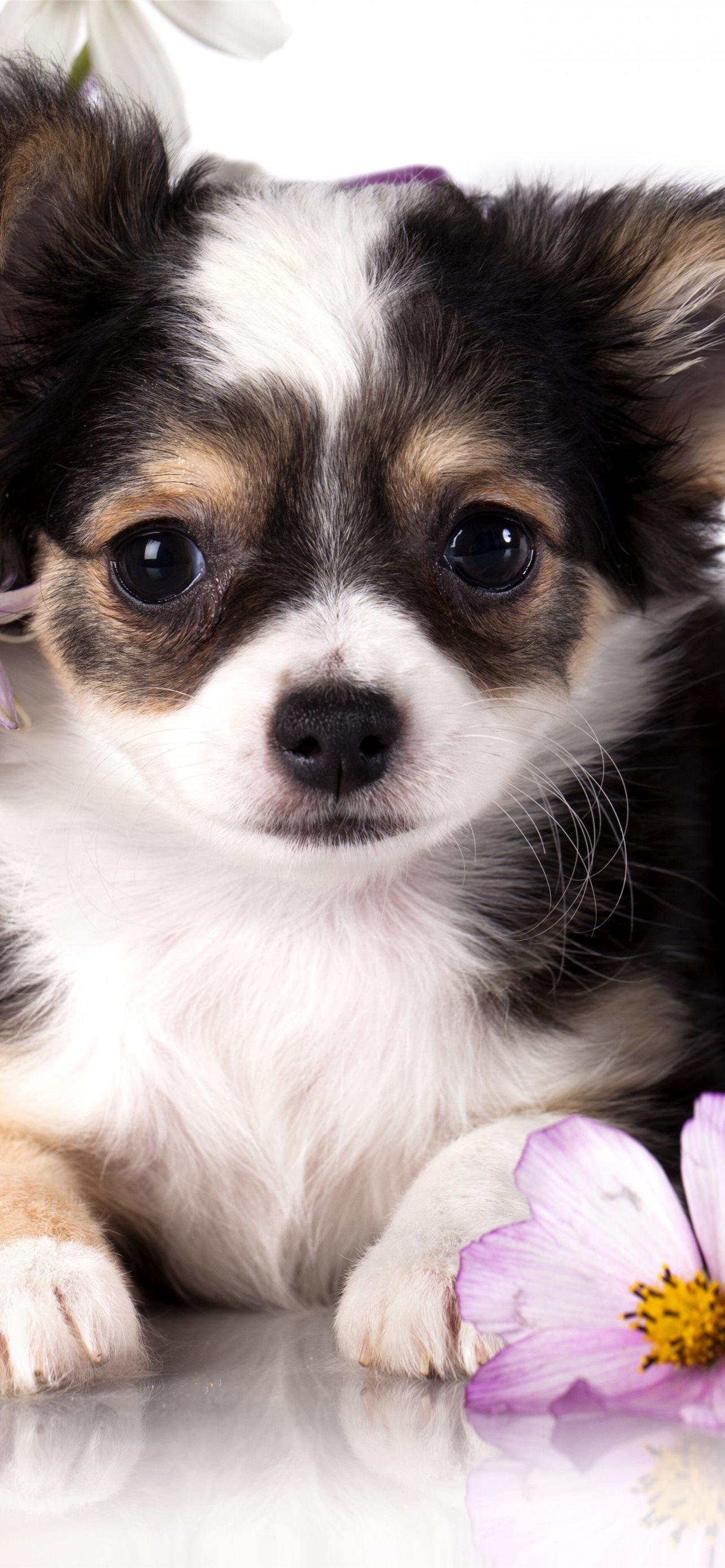 Chihuahua wallpapers for iPhone, Stylish designs, Cute and fashionable, Customizable, 1290x2780 HD Phone