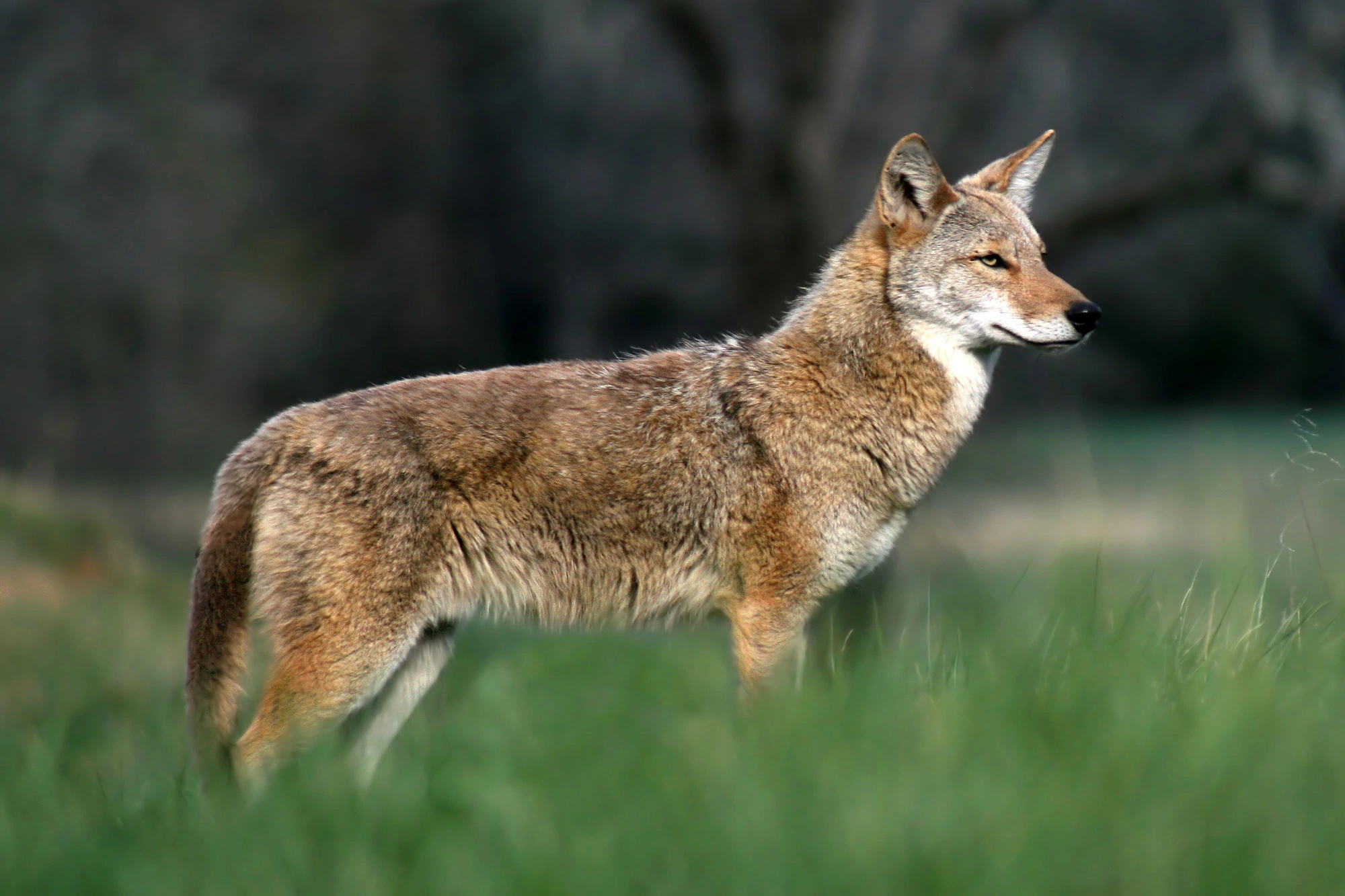 Coyote, Canadian park incident, Child safety, Close encounter, 2000x1340 HD Desktop