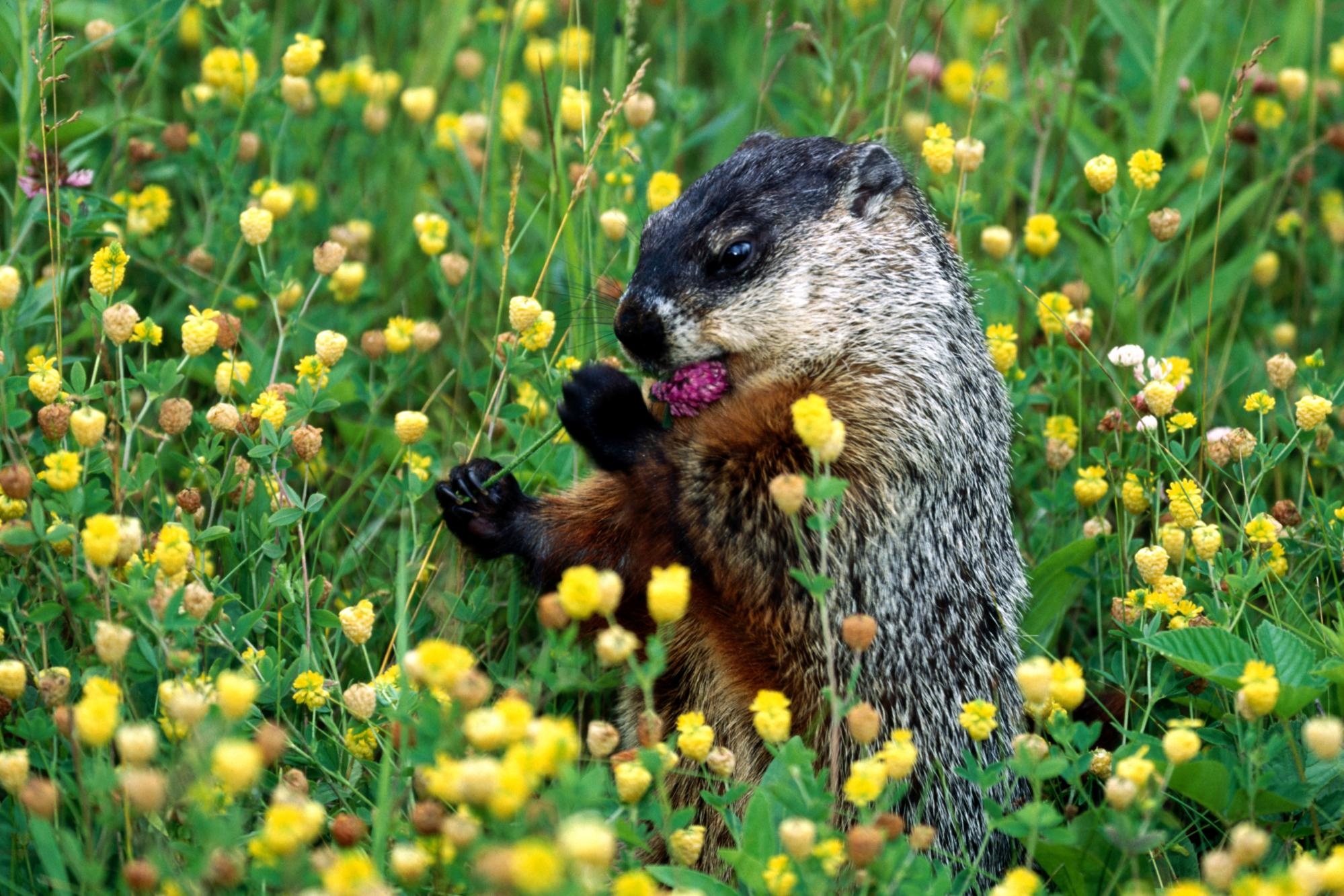 76+ Groundhog Wallpaper 2000x1340