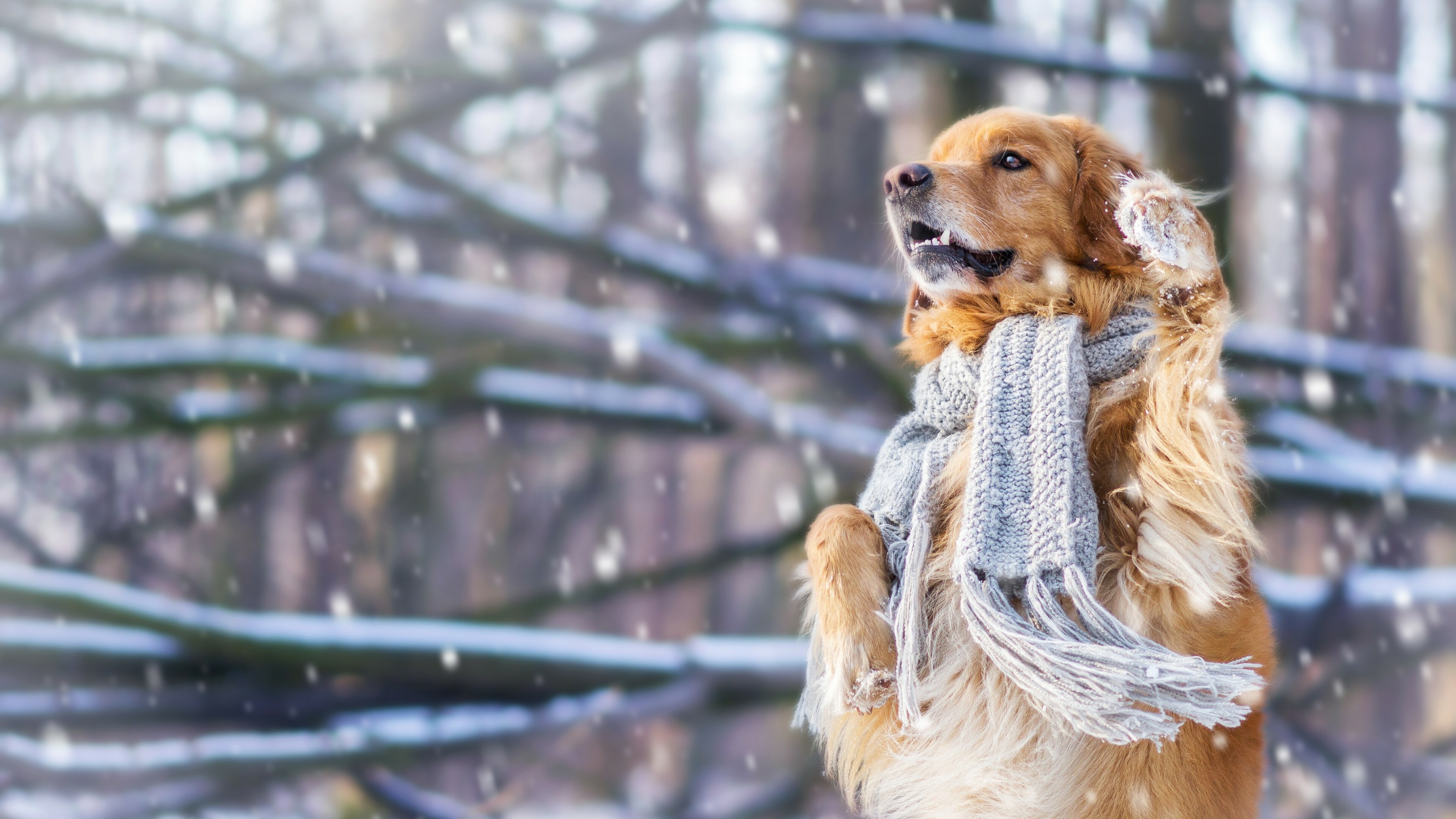 Golden Retriever, Dogs Wallpaper, 3840x2160 4K Desktop