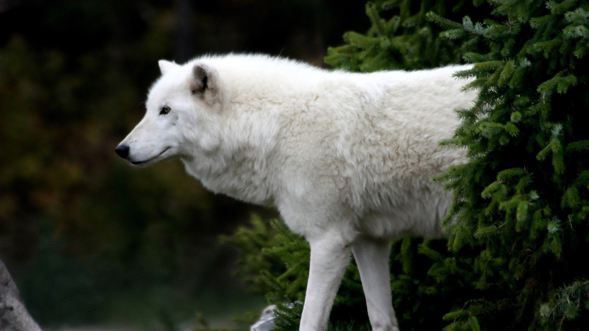 Arctic Wolf, Striking wallpaper, Arctic majesty, captivating beauty, 1920x1080 Full HD Desktop