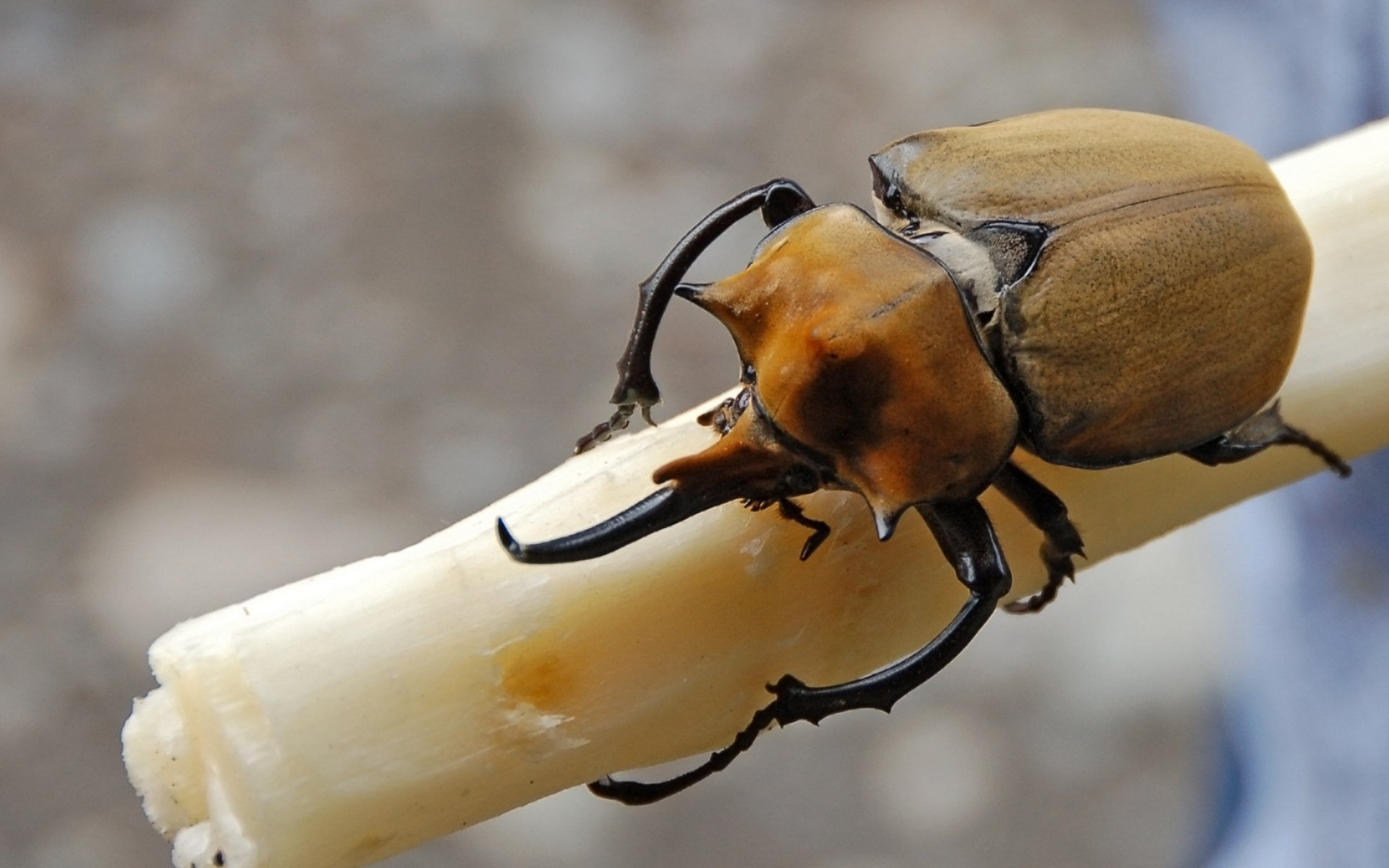 Beetle (Animals), Beetle backgrounds images, Beetle pictures, Insect wallpapers, 1920x1200 HD Desktop