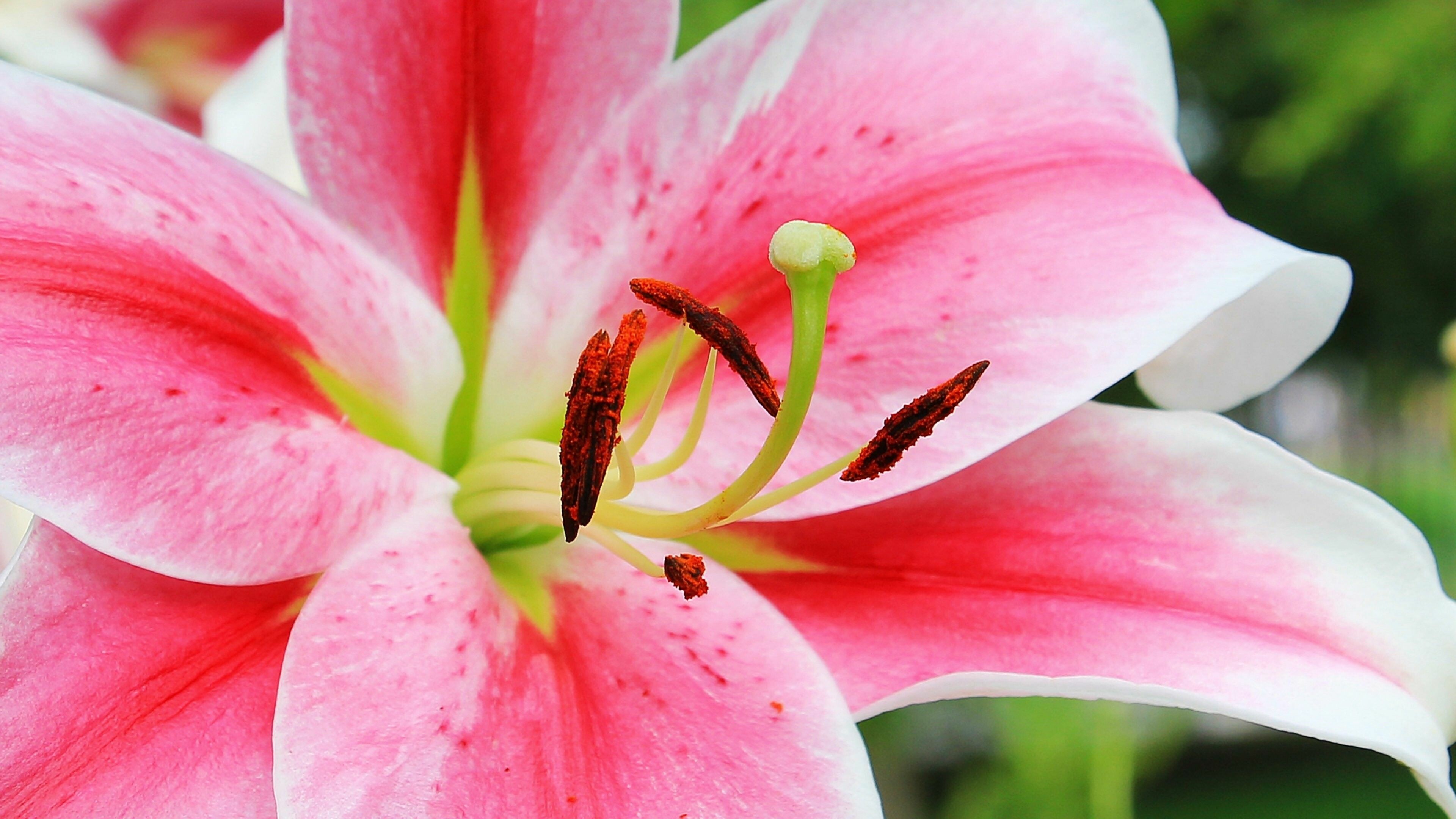 Close-up, Lilies Wallpaper, 3840x2160 4K Desktop
