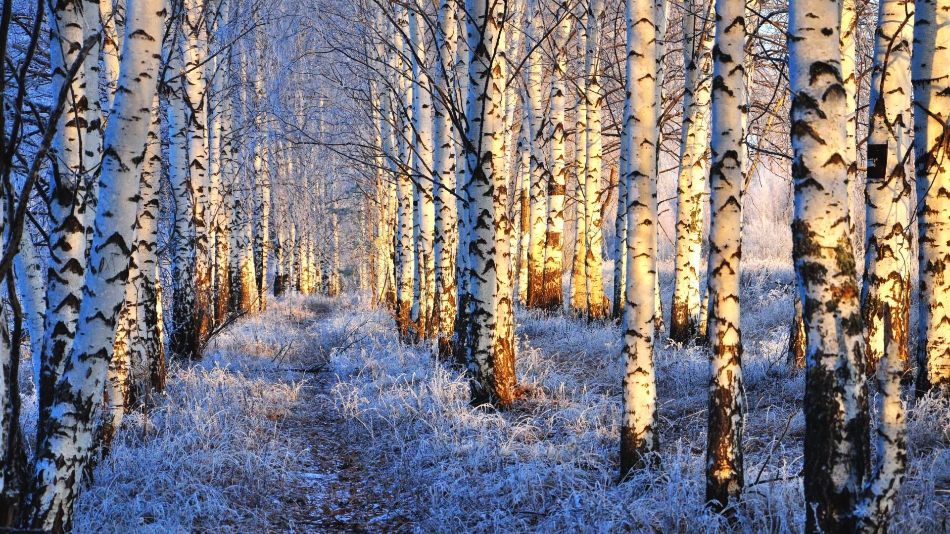 Birch trees, Wooden wonder, Majestic beauty, Nature's art, 1920x1080 Full HD Desktop