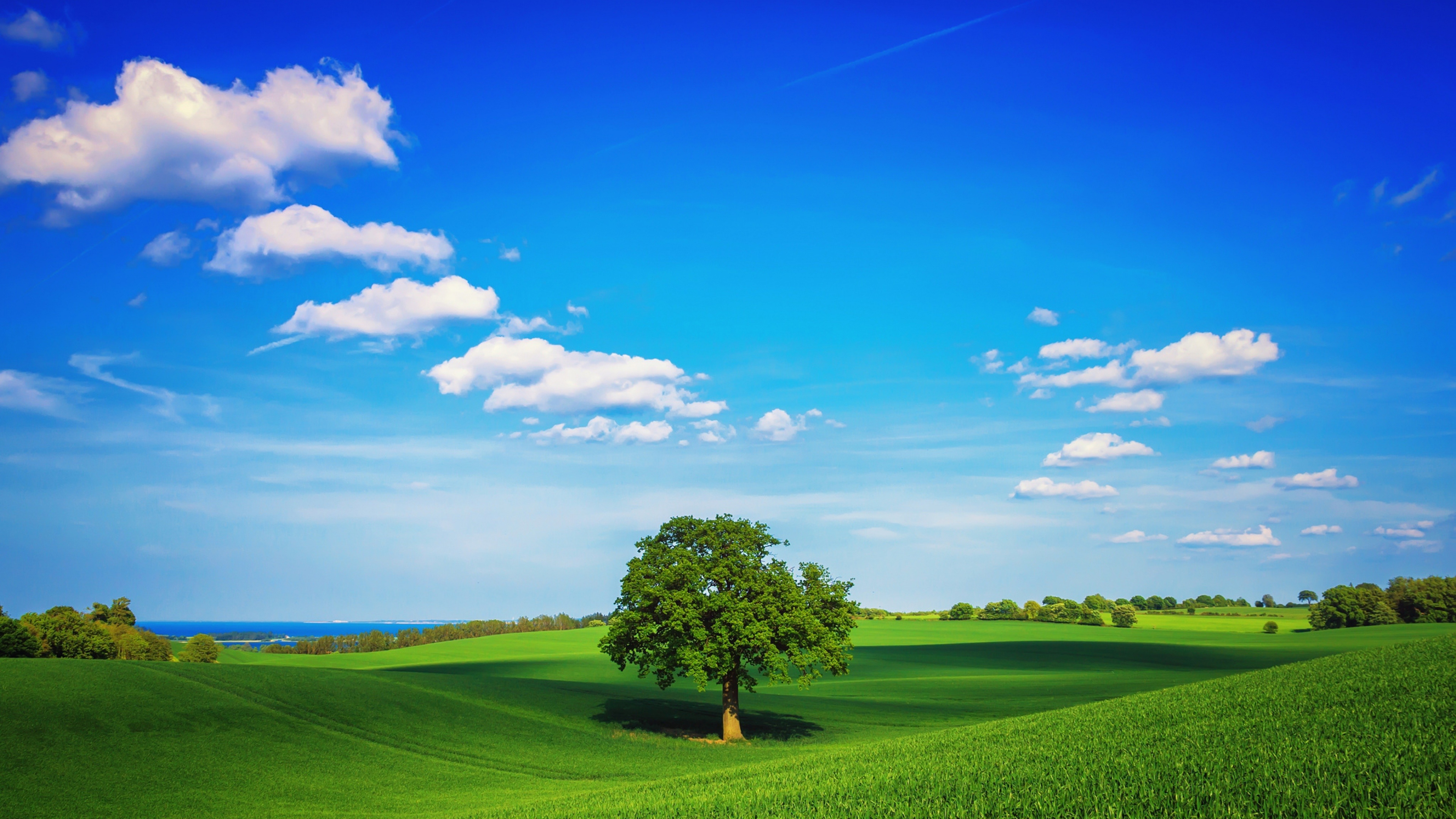 solitary green oak tree, rolling green fields, scattered white cumulus clouds, 4K Desktop wallpaper