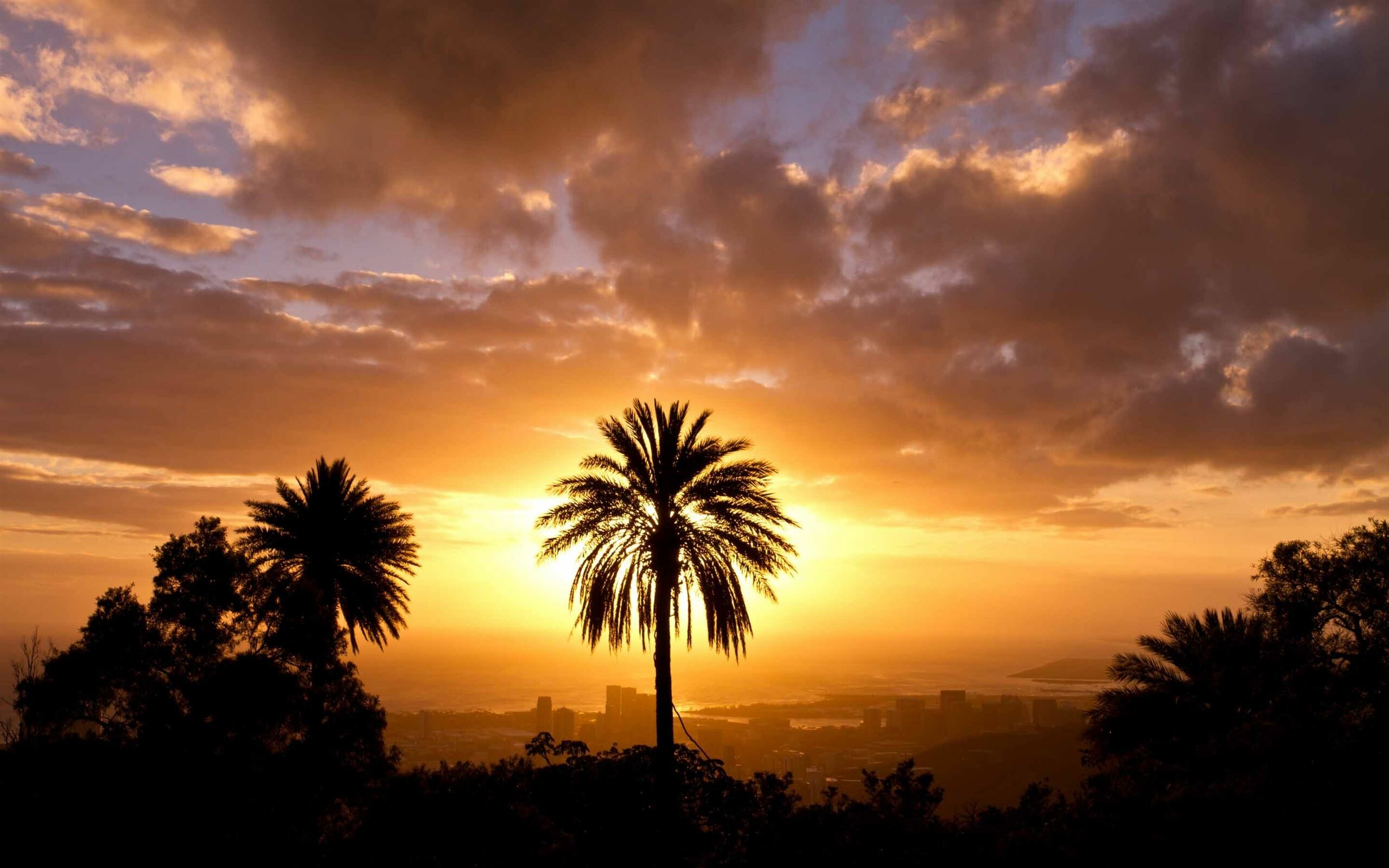 Mac's palm tree wallpapers, HD paradise, Stunning visuals, Tropical bliss, 2560x1600 HD Desktop
