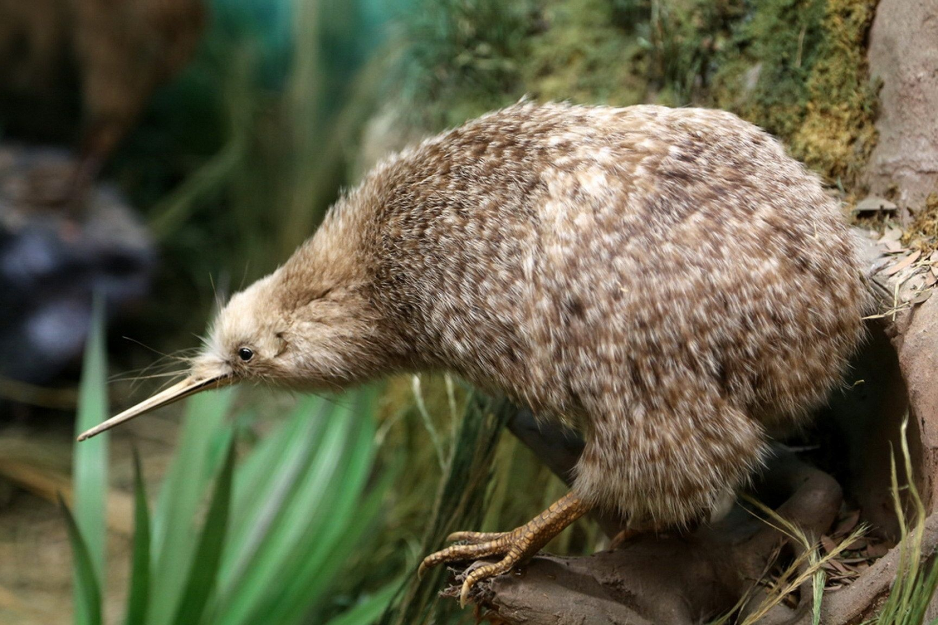 Kiwi Bird, National Symbol, 1920x1280 HD Desktop
