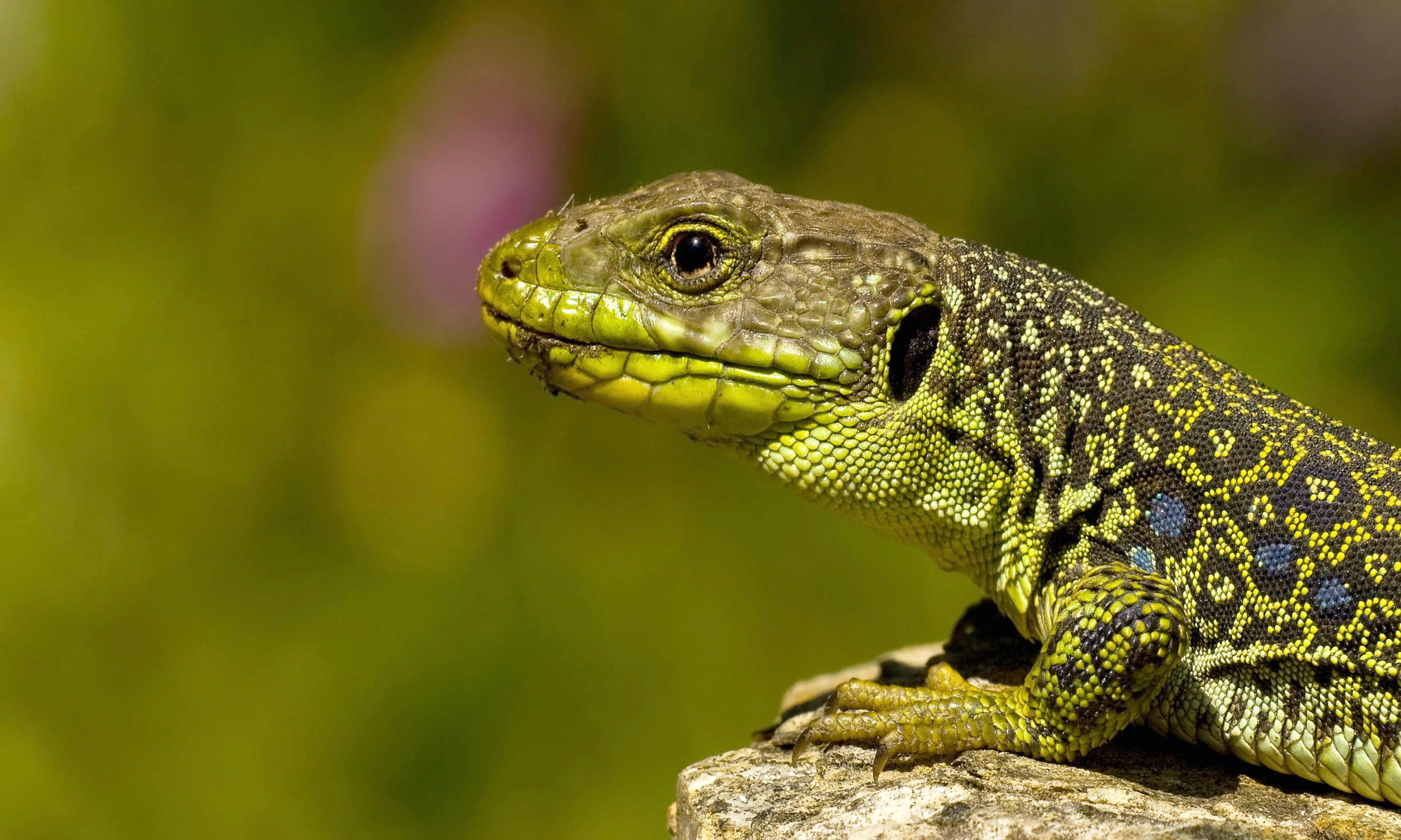 Lizard wallpapers, Extensive collection, Reptile kingdom, Diverse species, 2960x1780 HD Desktop