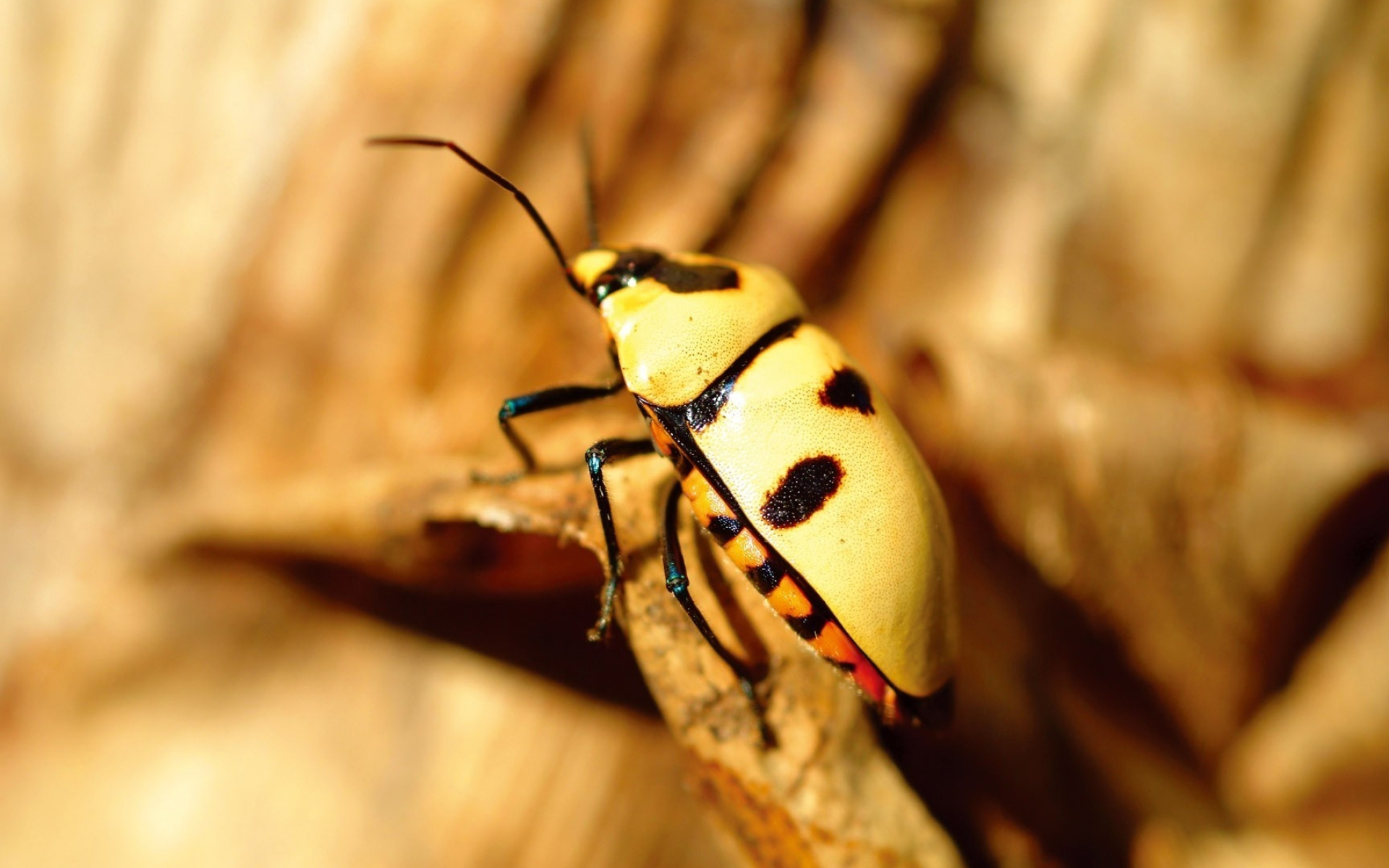 Beetle, Corn rootworm beetle wallpaper, Animal wallpapers, 1920x1200 HD Desktop