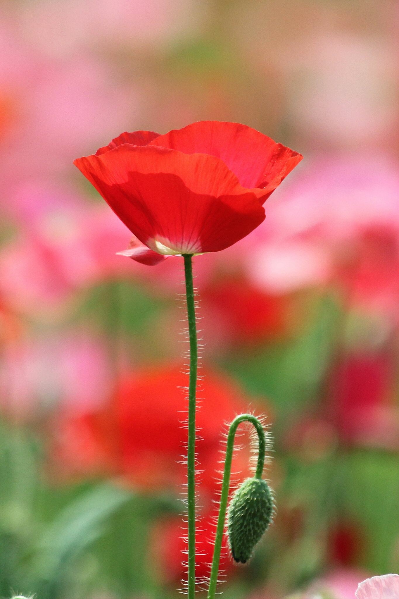 Alluring floral artwork, Beautiful watercolor flower, Colorful poppy, Nature's masterpiece, 1370x2050 HD Phone
