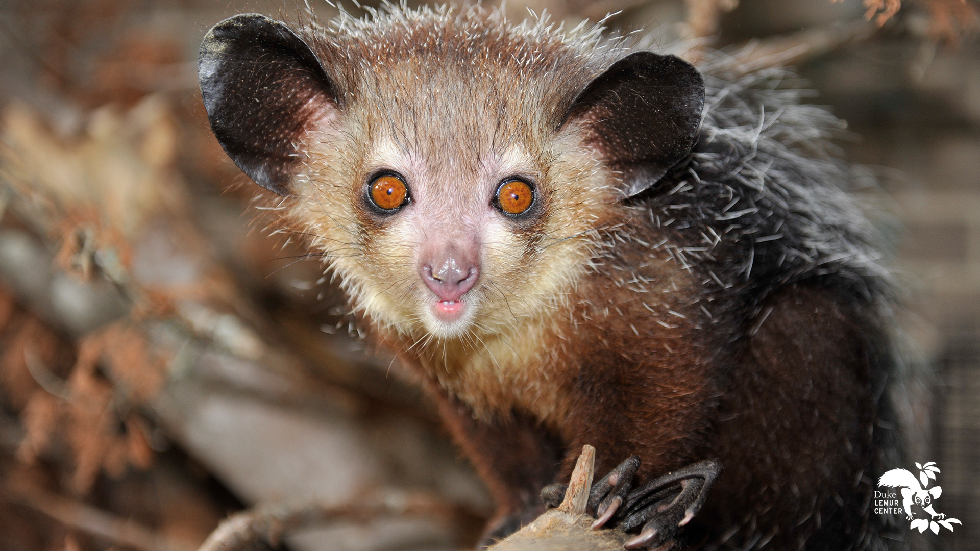 Earth Day activities, Duke lemur center, Aye Aye, 1920x1080 Full HD Desktop