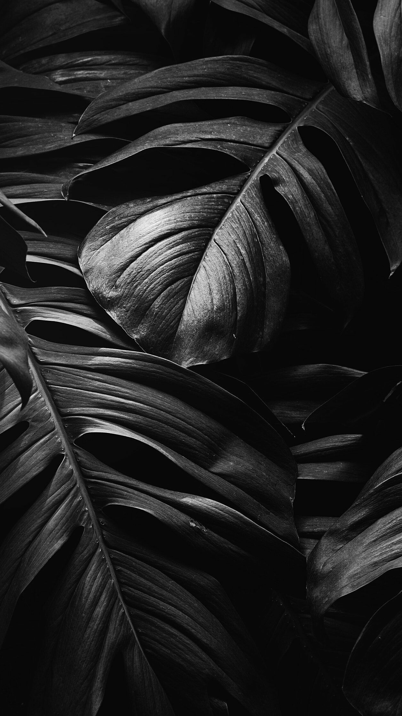 Monstera, Leaves Wallpaper, 1400x2490 HD Phone