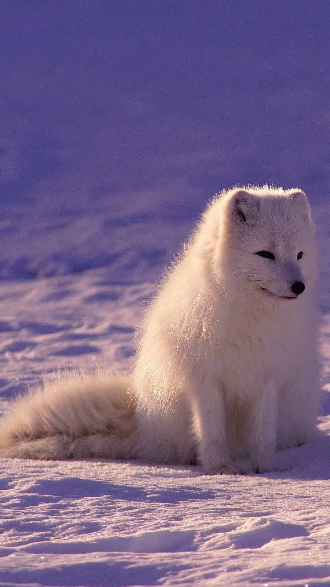 Arctic fox, Foxes Wallpaper, 1080x1920 Full HD Phone