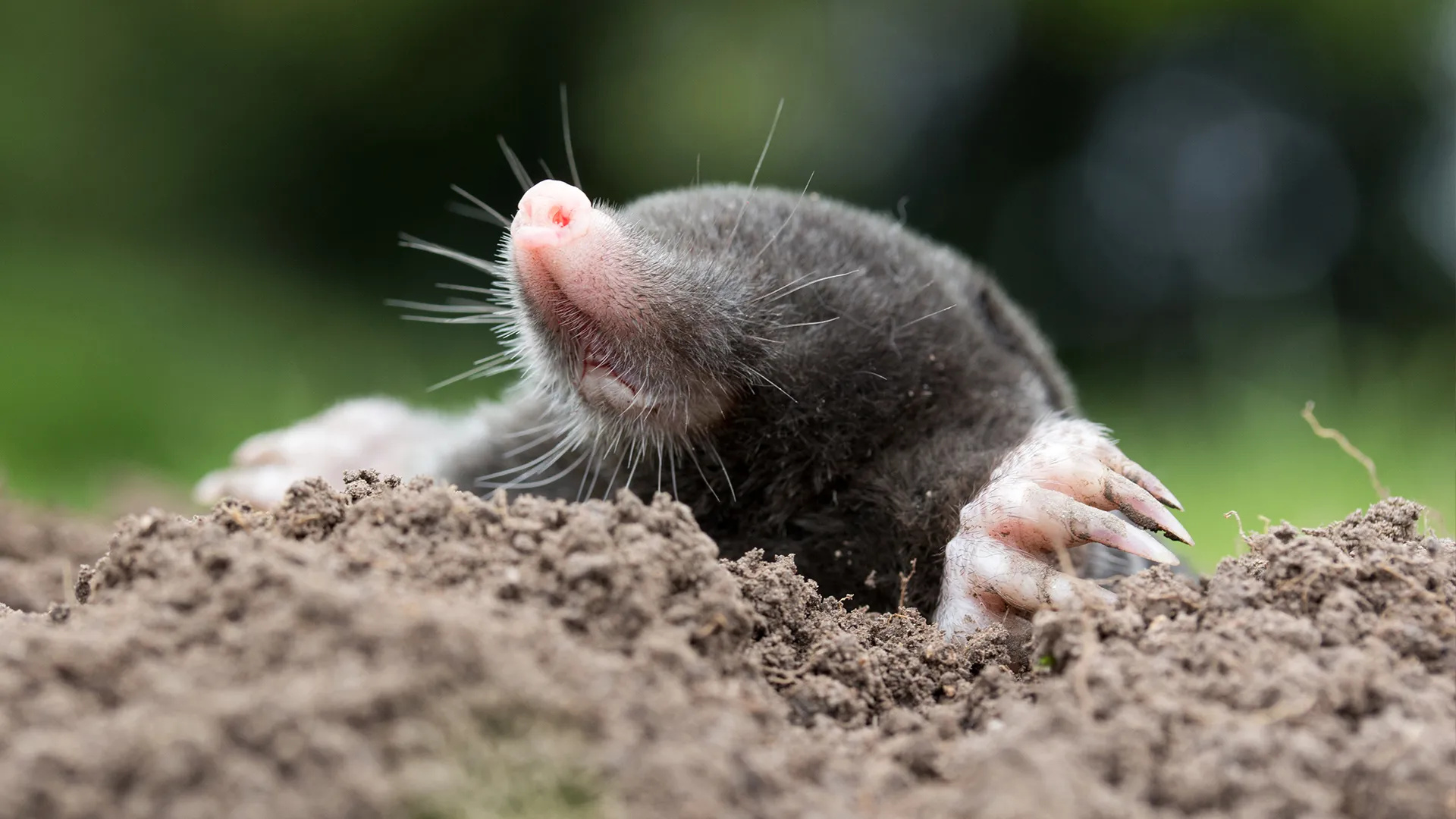 Mole identification, Vole identification, Gopher identification, Rodent recognition, 1920x1080 Full HD Desktop