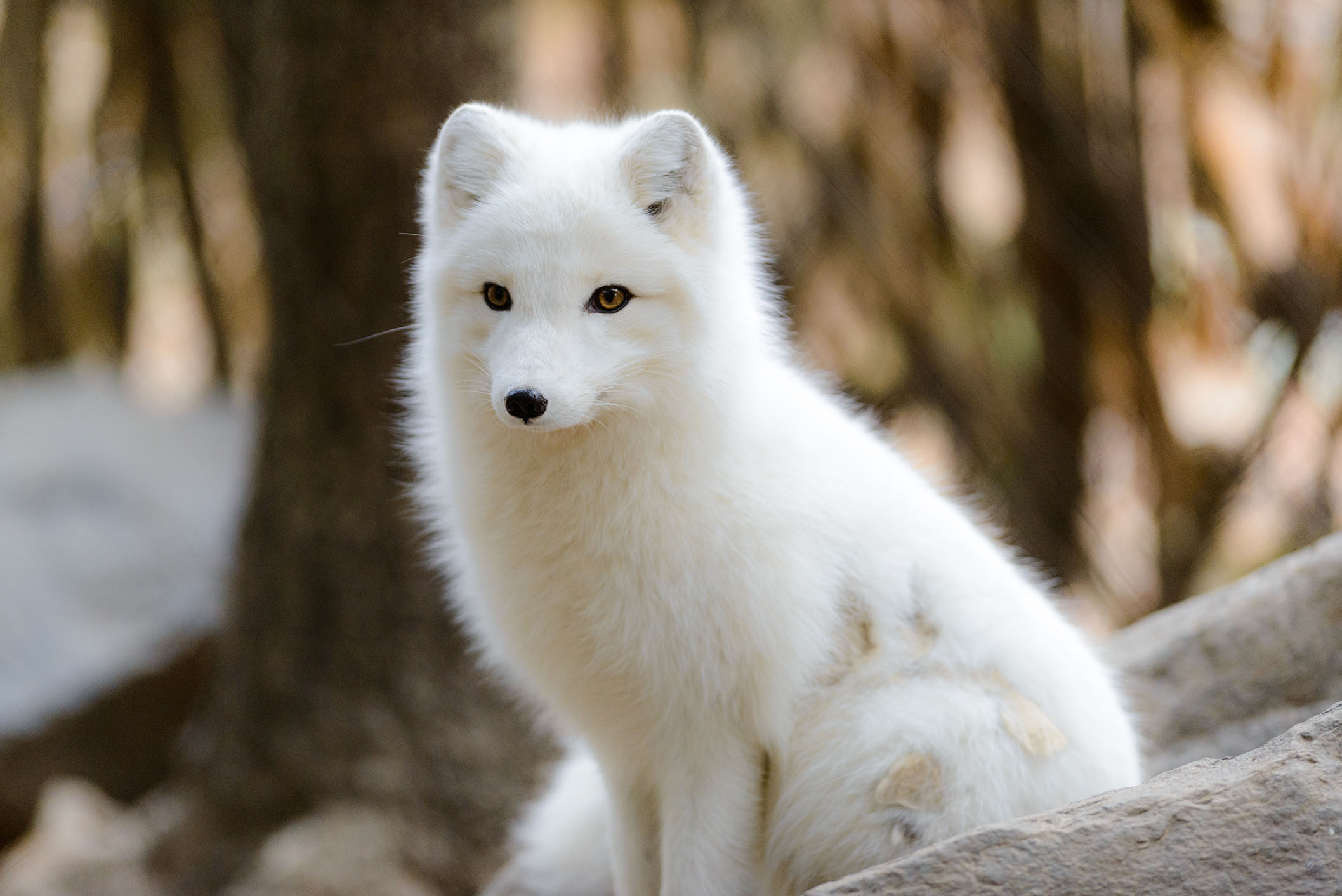 Most viewed arctic fox, High-definition wallpapers, 4K visuals, Popular choice, 2120x1420 HD Desktop