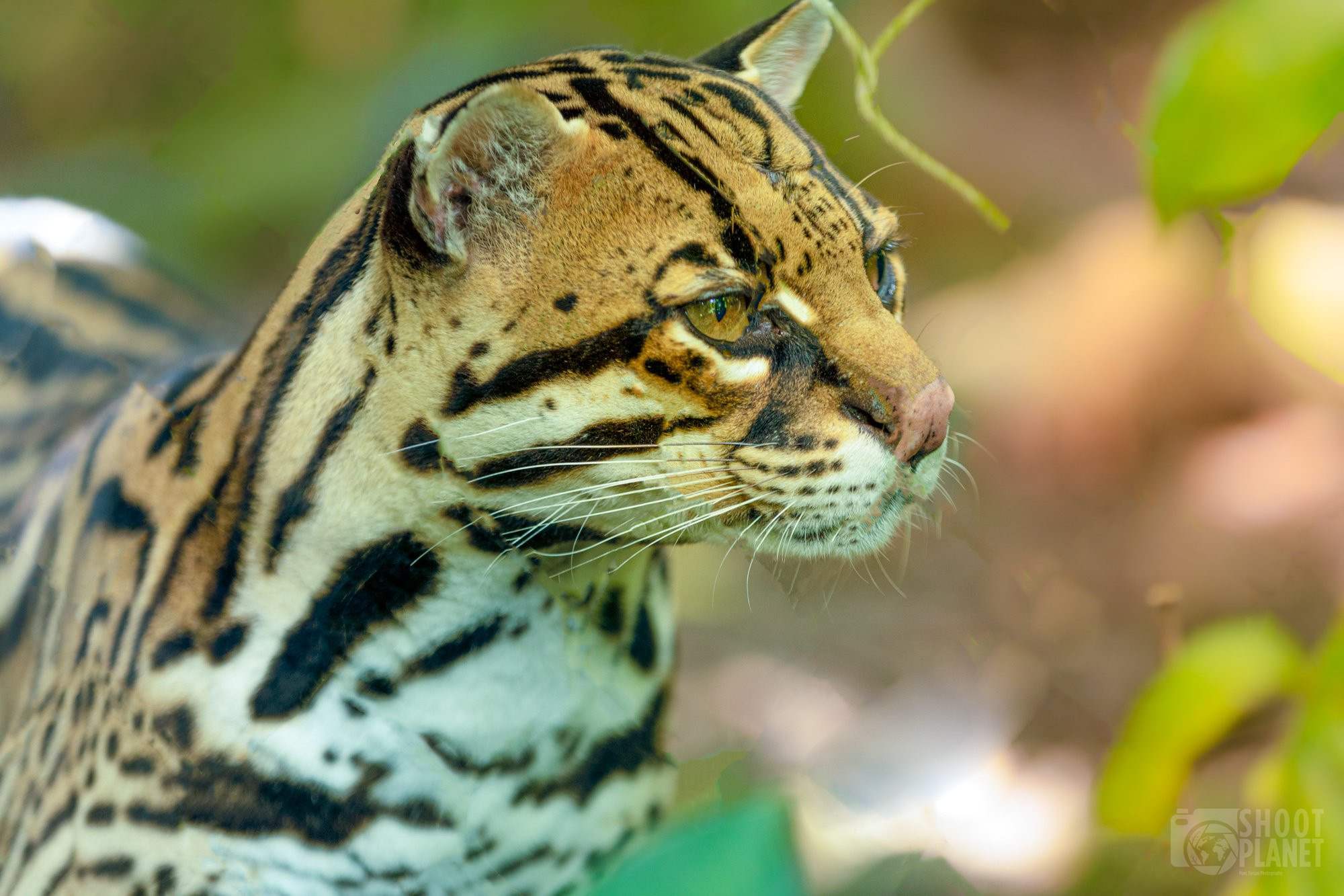 Ocelot, Guadeloupe, Emerald butterfly, Caribbean island, 2000x1340 HD Desktop