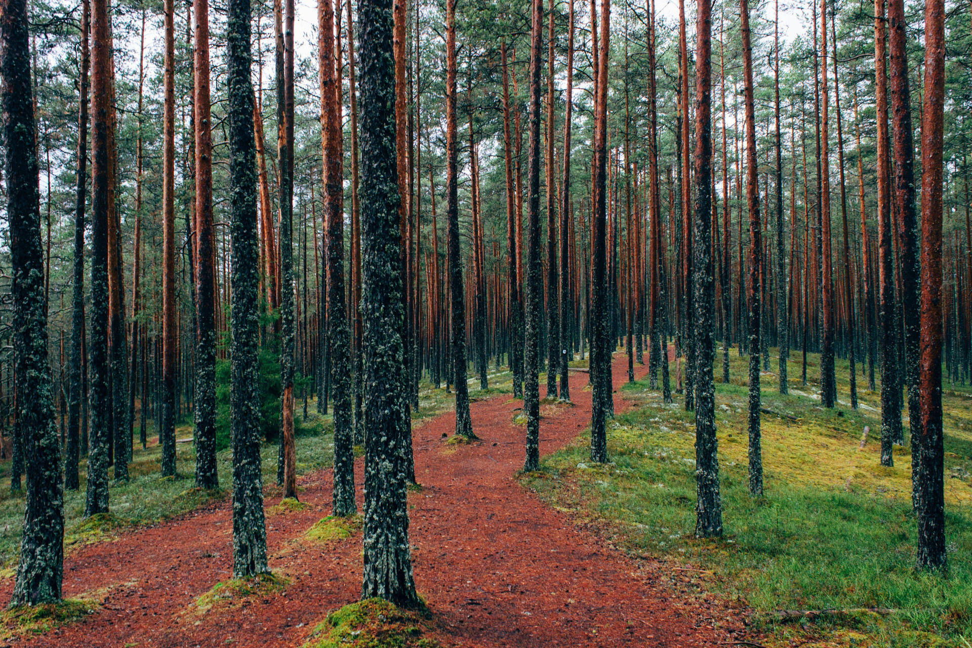 Scots pine tree trunks, pine needle dirt trail, mossy forest floor, HD Desktop wallpaper