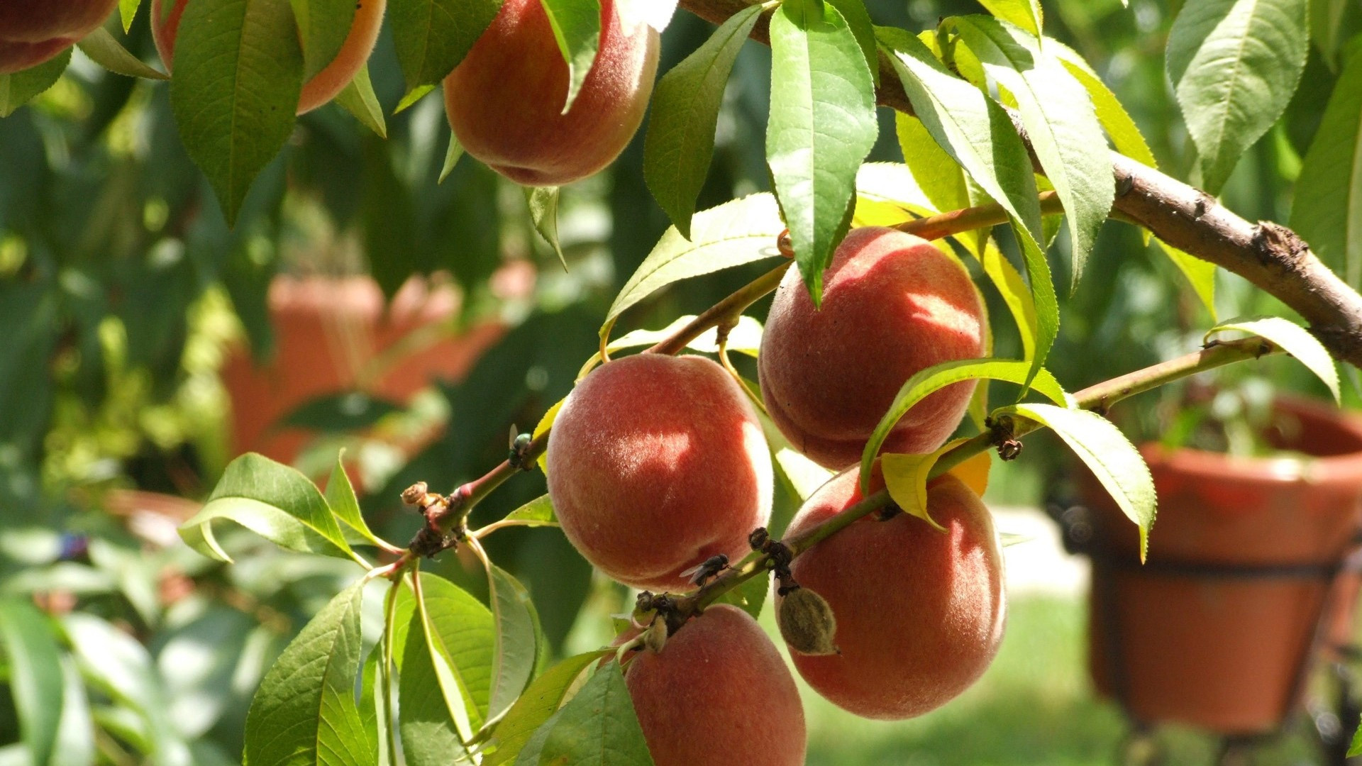 Peaches tree fruits wallpapers, Wide-screen display, Nature's freshness, Refreshing visuals, 1920x1080 Full HD Desktop