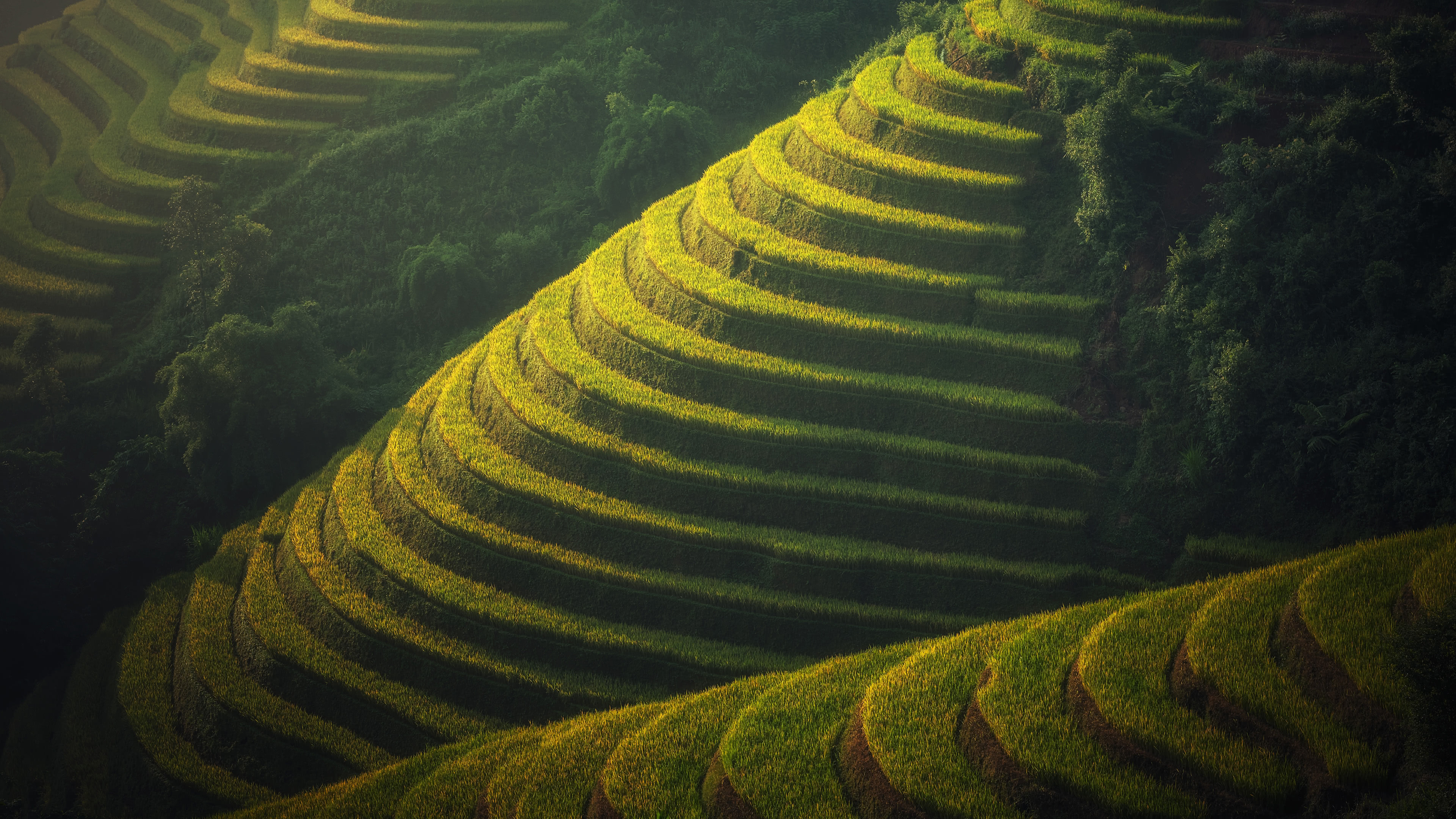 Bali paradise, Lush rice terraces, Indonesian beauty, UHD scenery, 3840x2160 4K Desktop