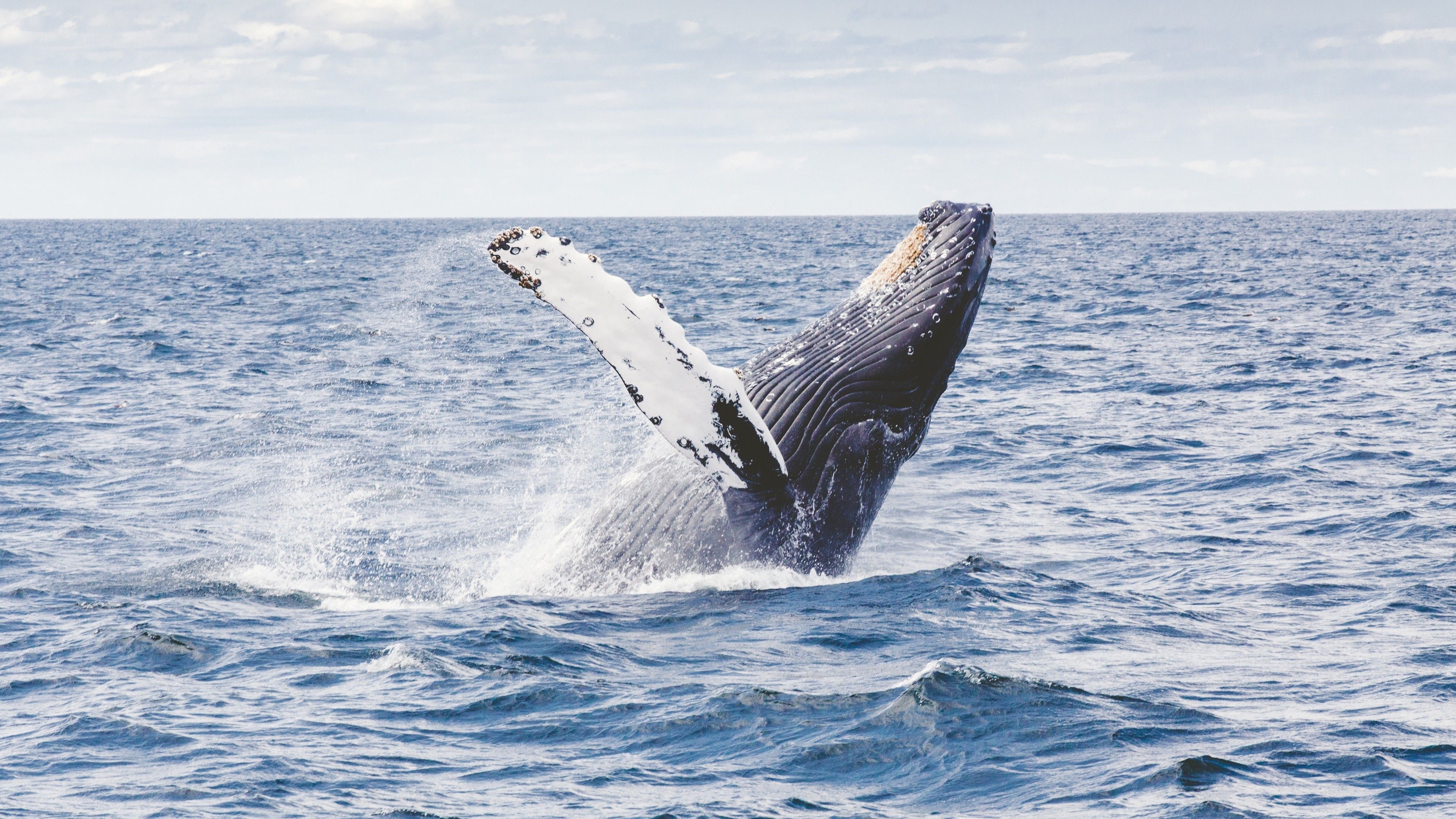 Humpback whale, Sea Animals Wallpaper, 3840x2160 4K Desktop