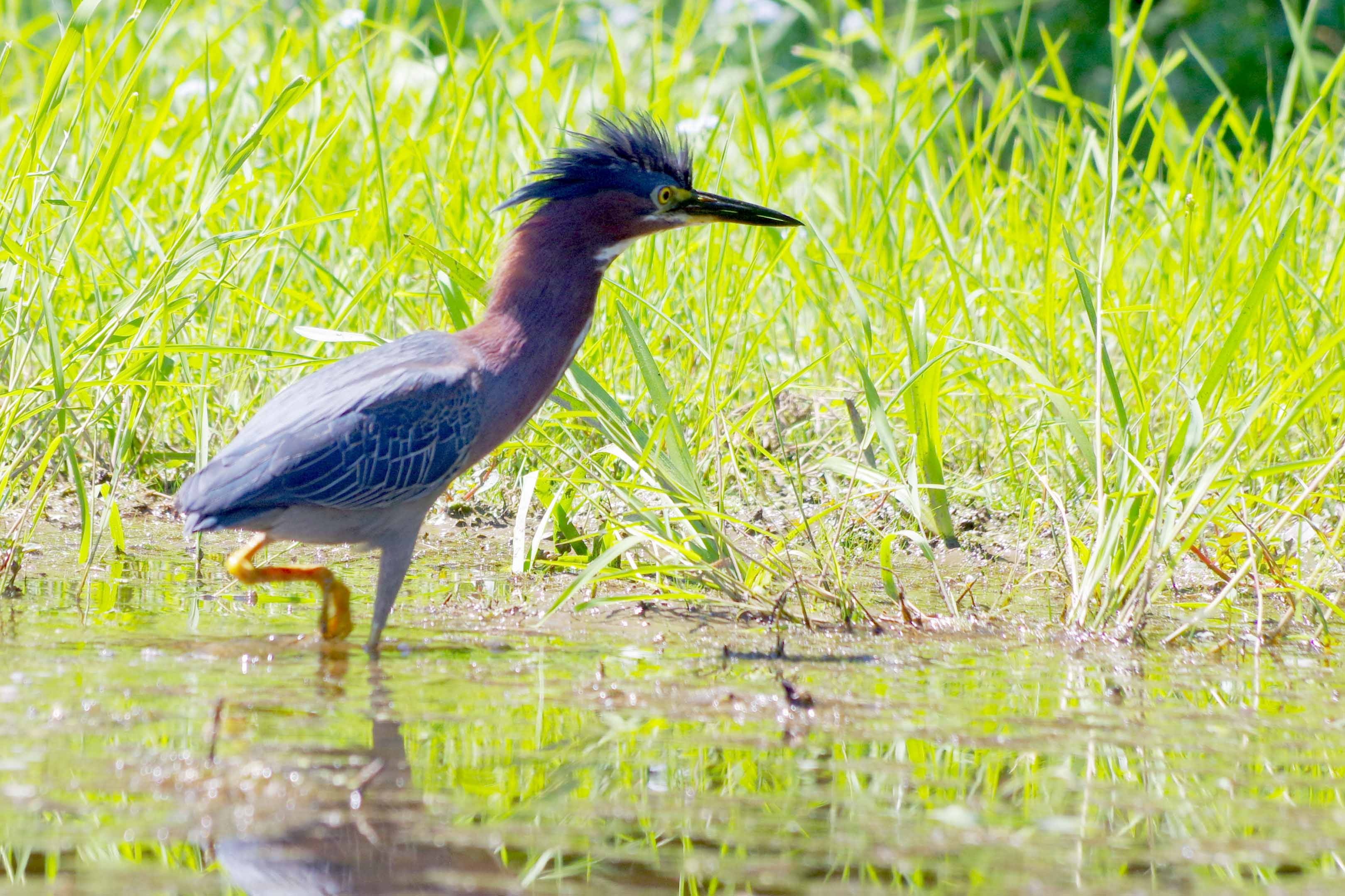 Green heron, Herons Wallpaper, 3240x2160 HD Desktop