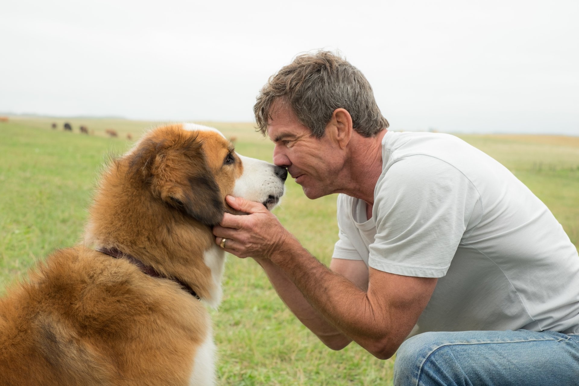 4K ultra HD, A Dog's Purpose, Wallpaper, Background images, 1920x1280 HD Desktop