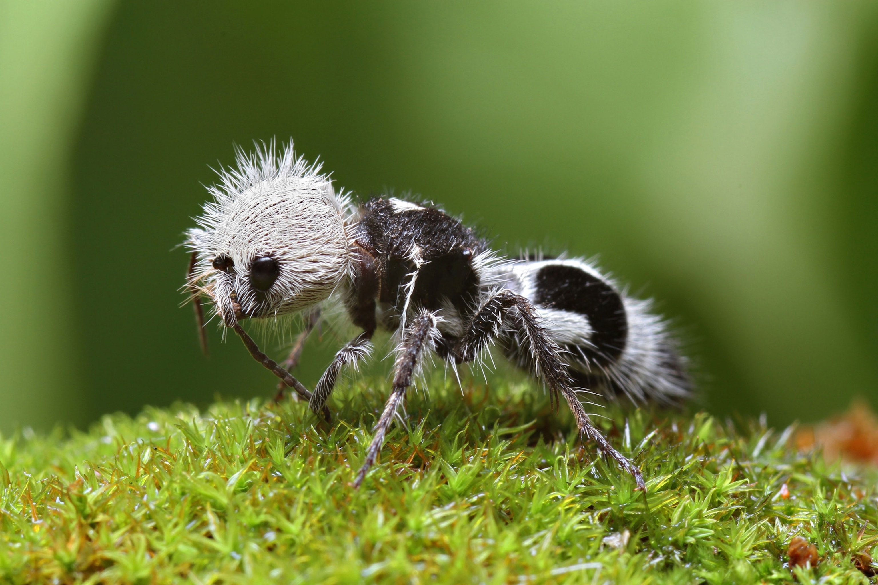 Panda ant, Ant Wallpaper, 3080x2050 HD Desktop