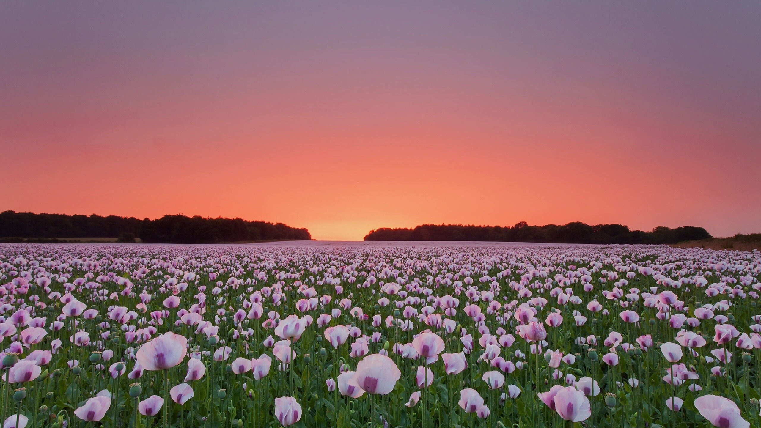 White Poppies, Poppy Flowers Wallpaper, 2560x1440 HD Desktop