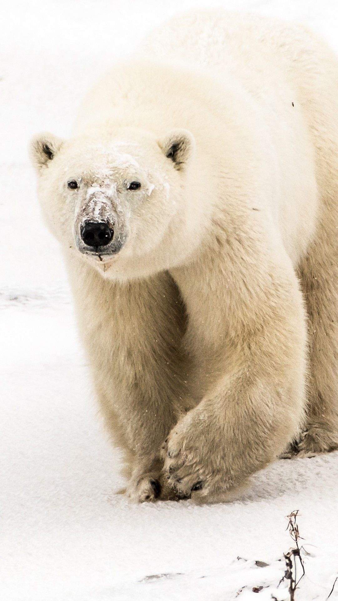 Sleek polar beauty, Arctic charm, Stunning wallpapers, Icy allure, 1080x1920 Full HD Phone