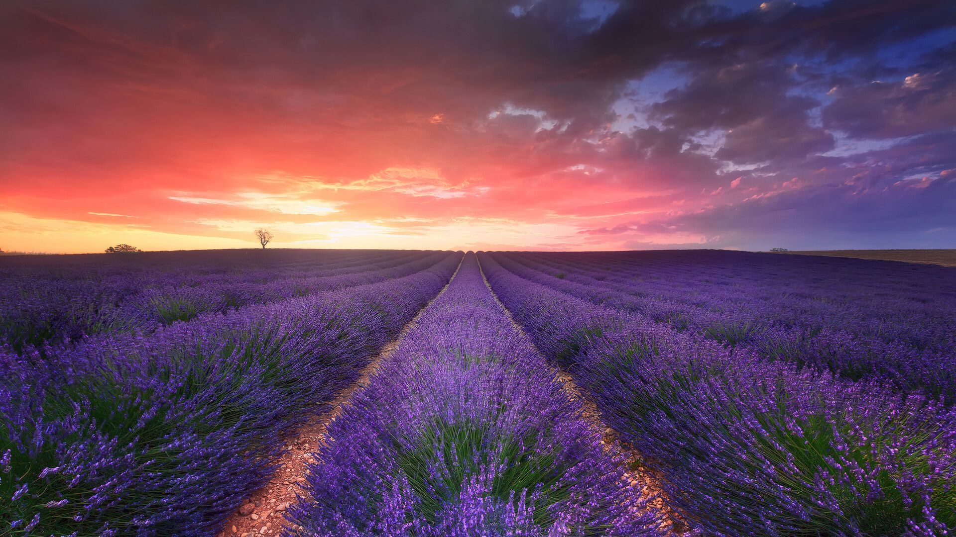 Lavender field, Scenery Wallpaper, 1920x1080 Full HD Desktop